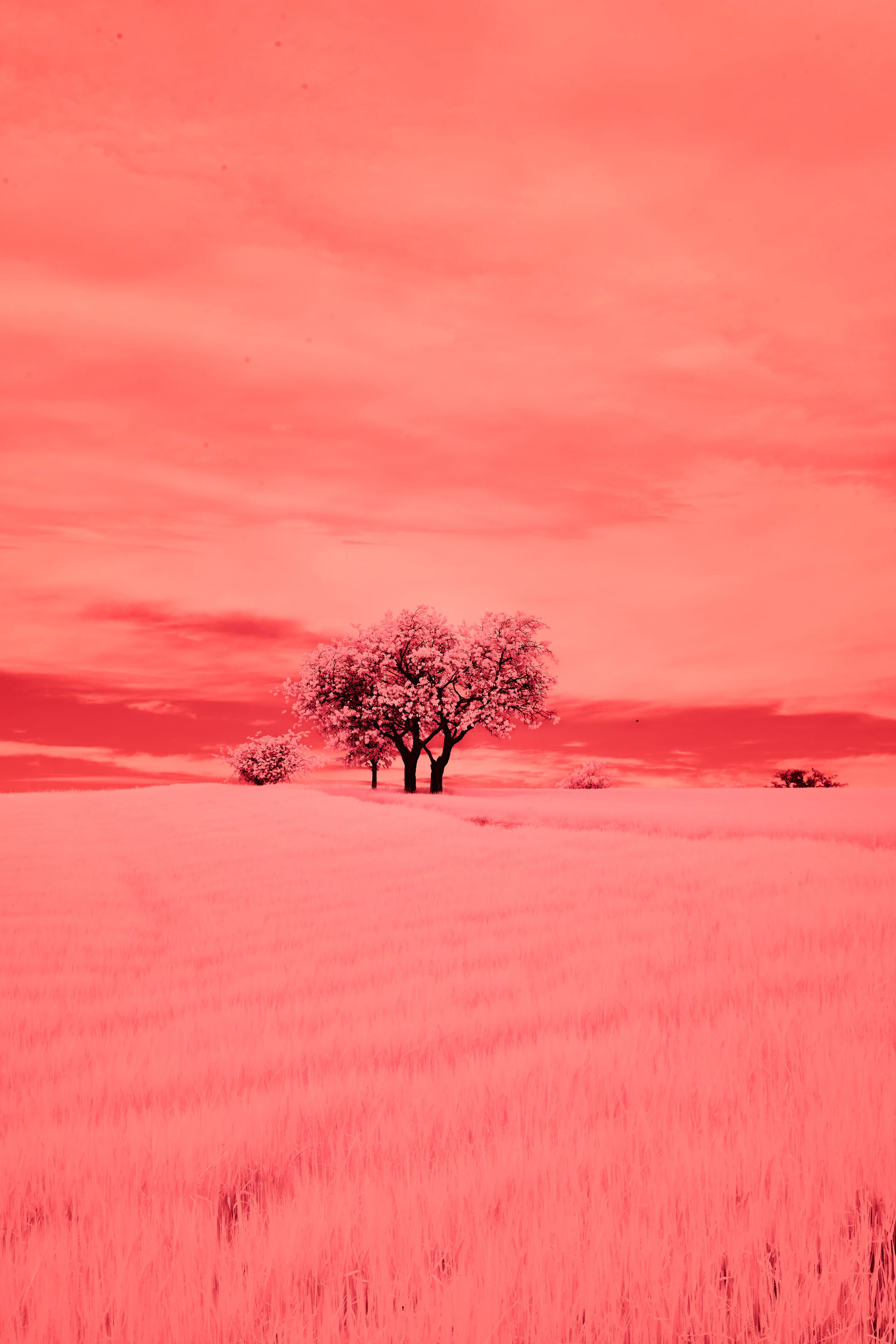 A lone tree in a field of wheat under a red sky