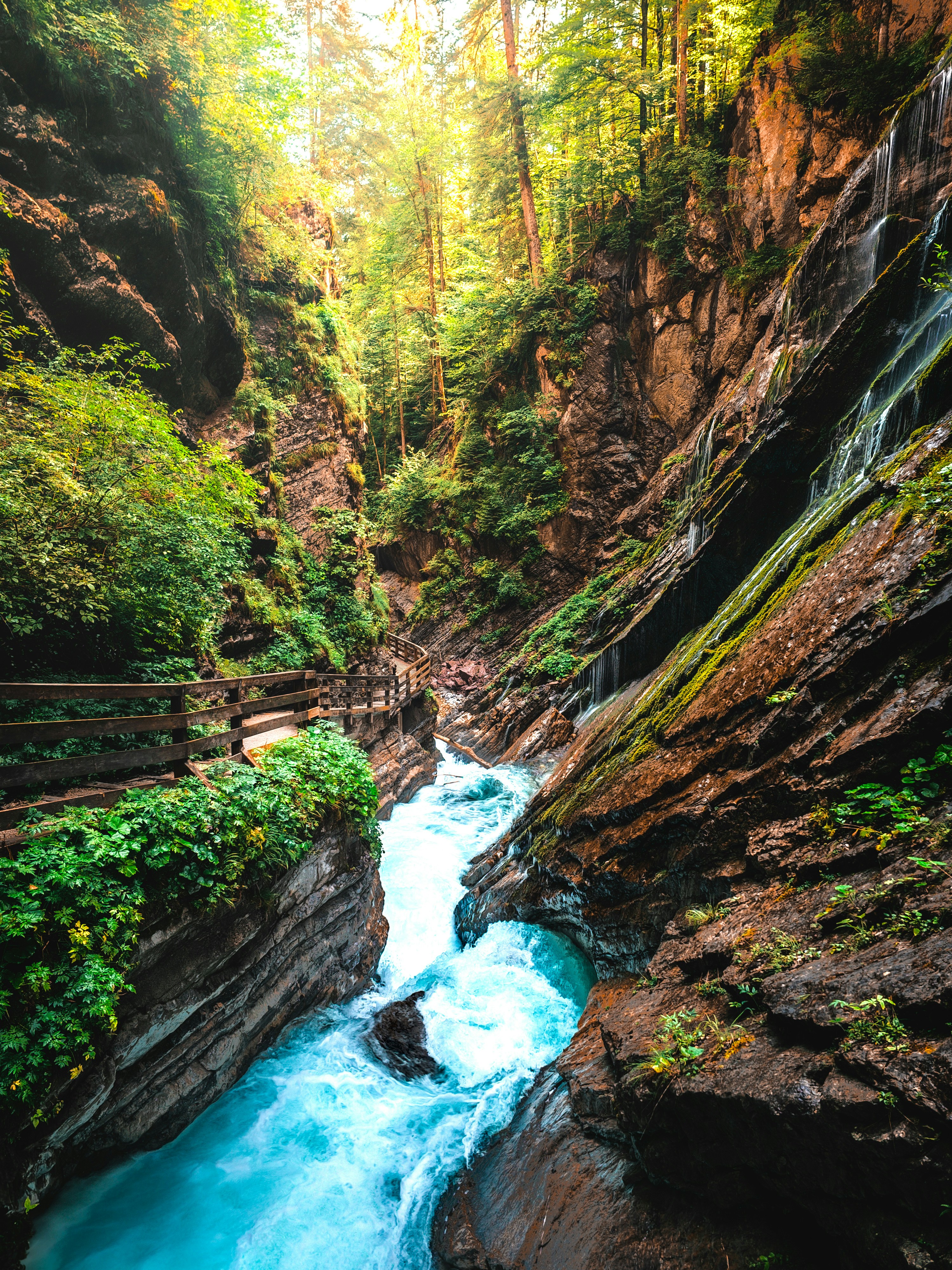 A river running through a lush green forest