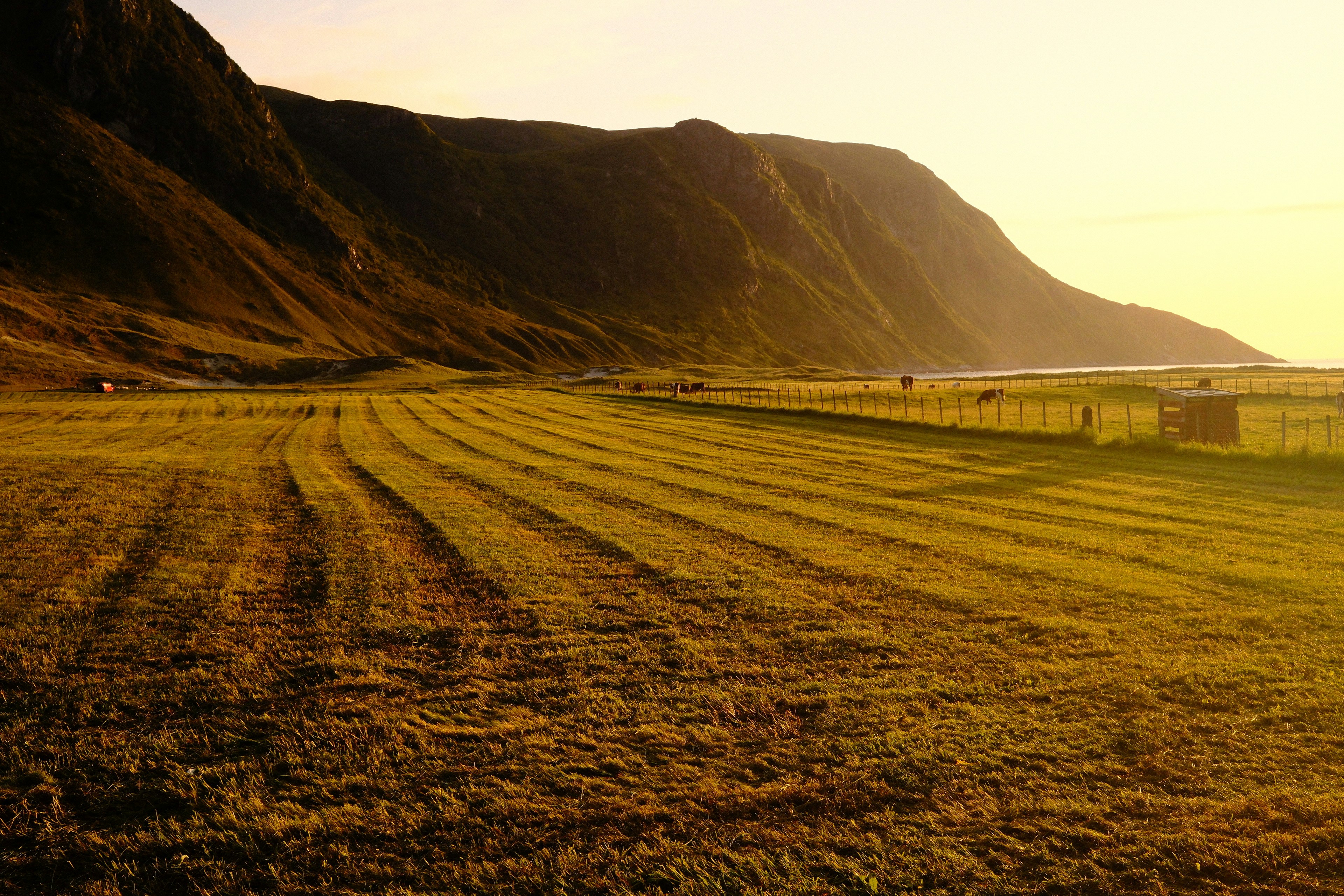 Um campo gramado com uma montanha ao fundo