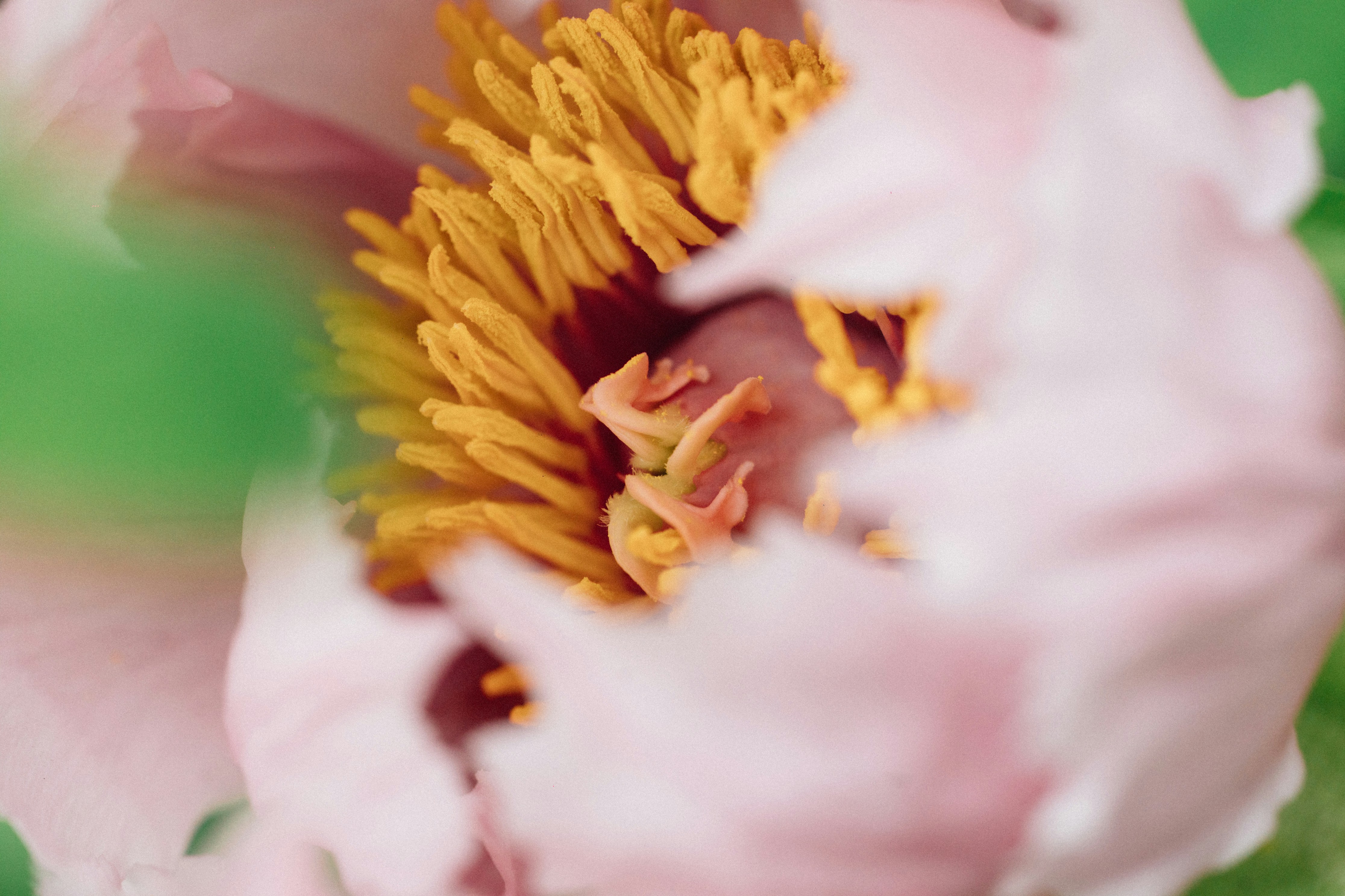 Photo by tsuyoshikozu