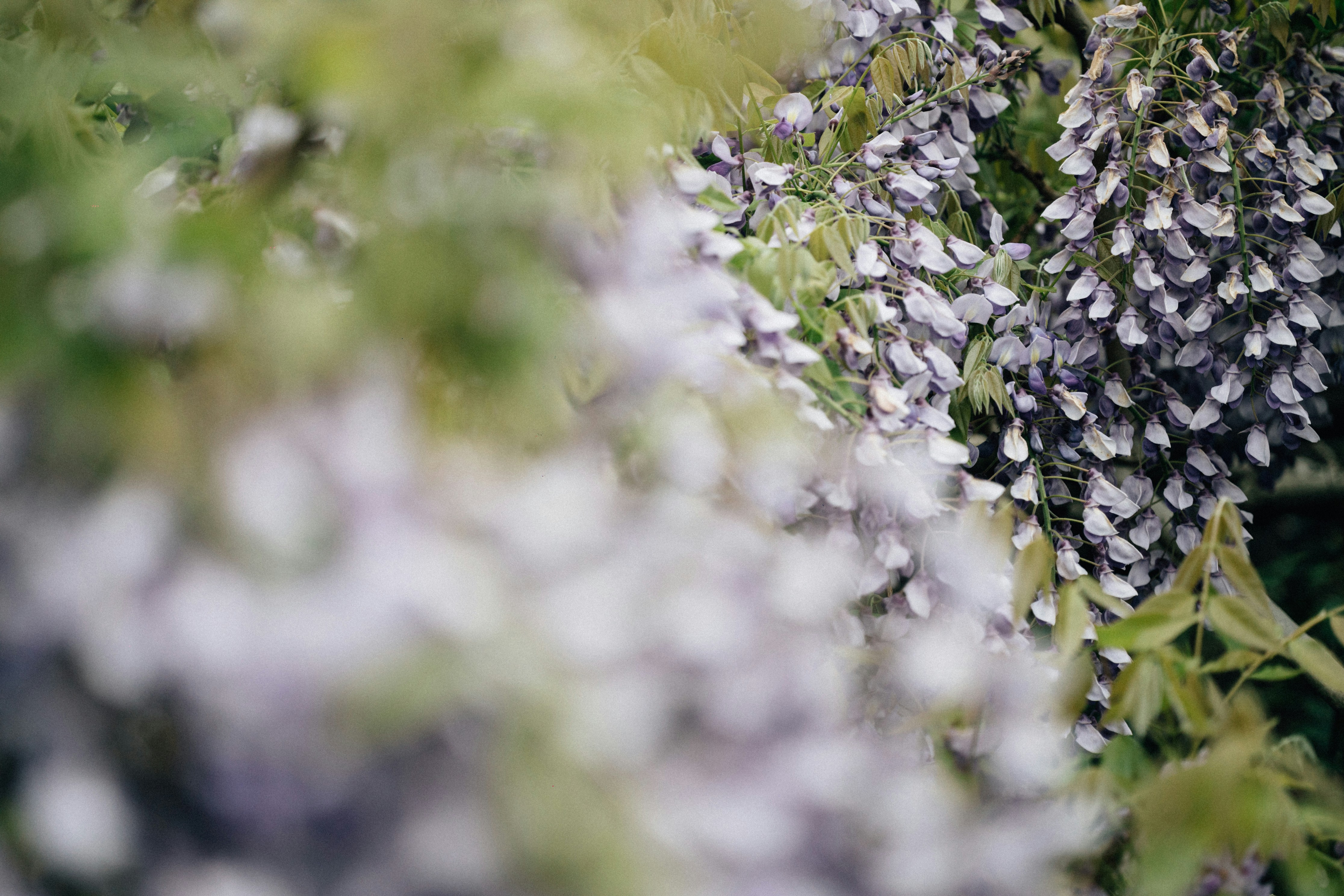 Photo by tsuyoshikozu