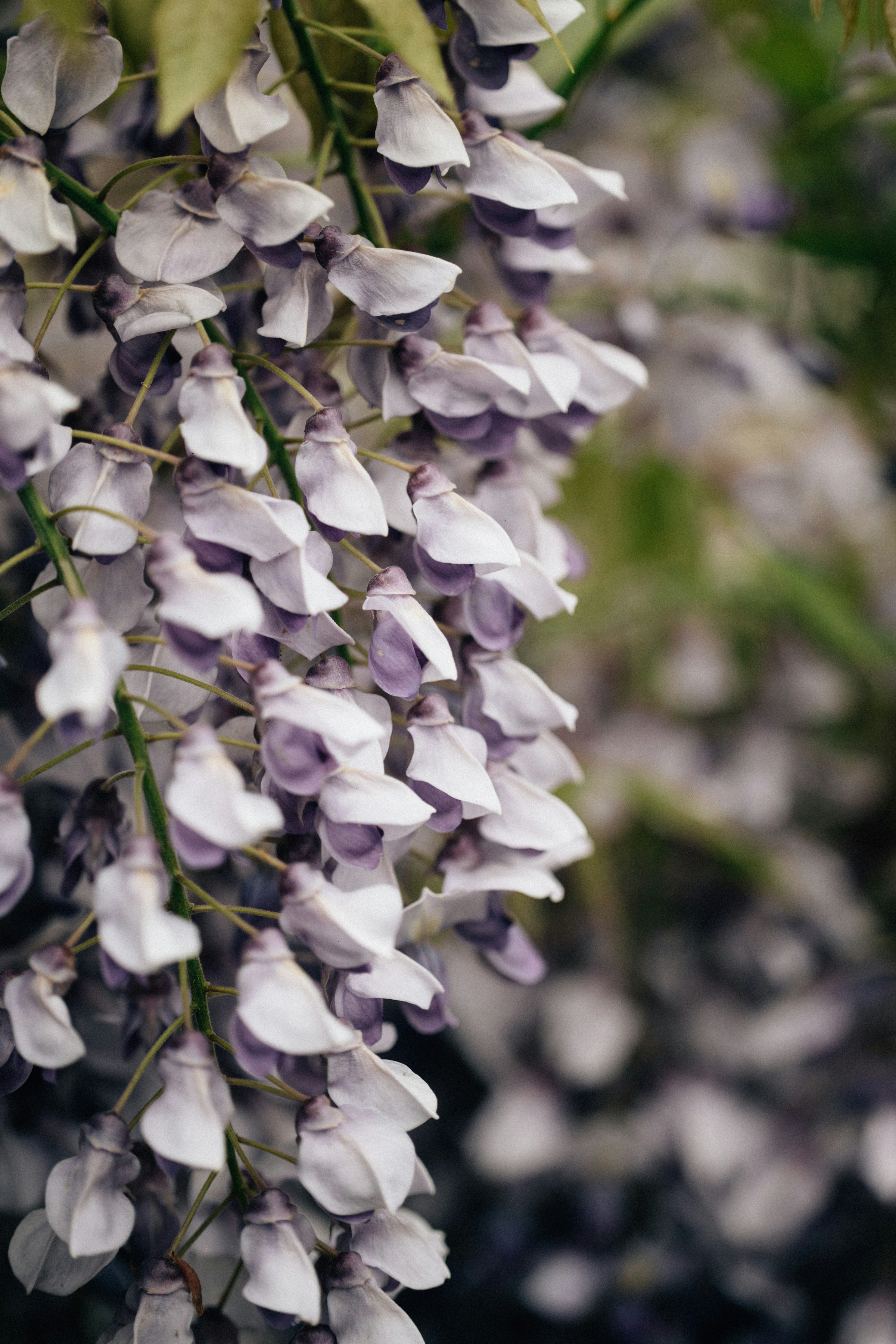 Photo by tsuyoshikozu