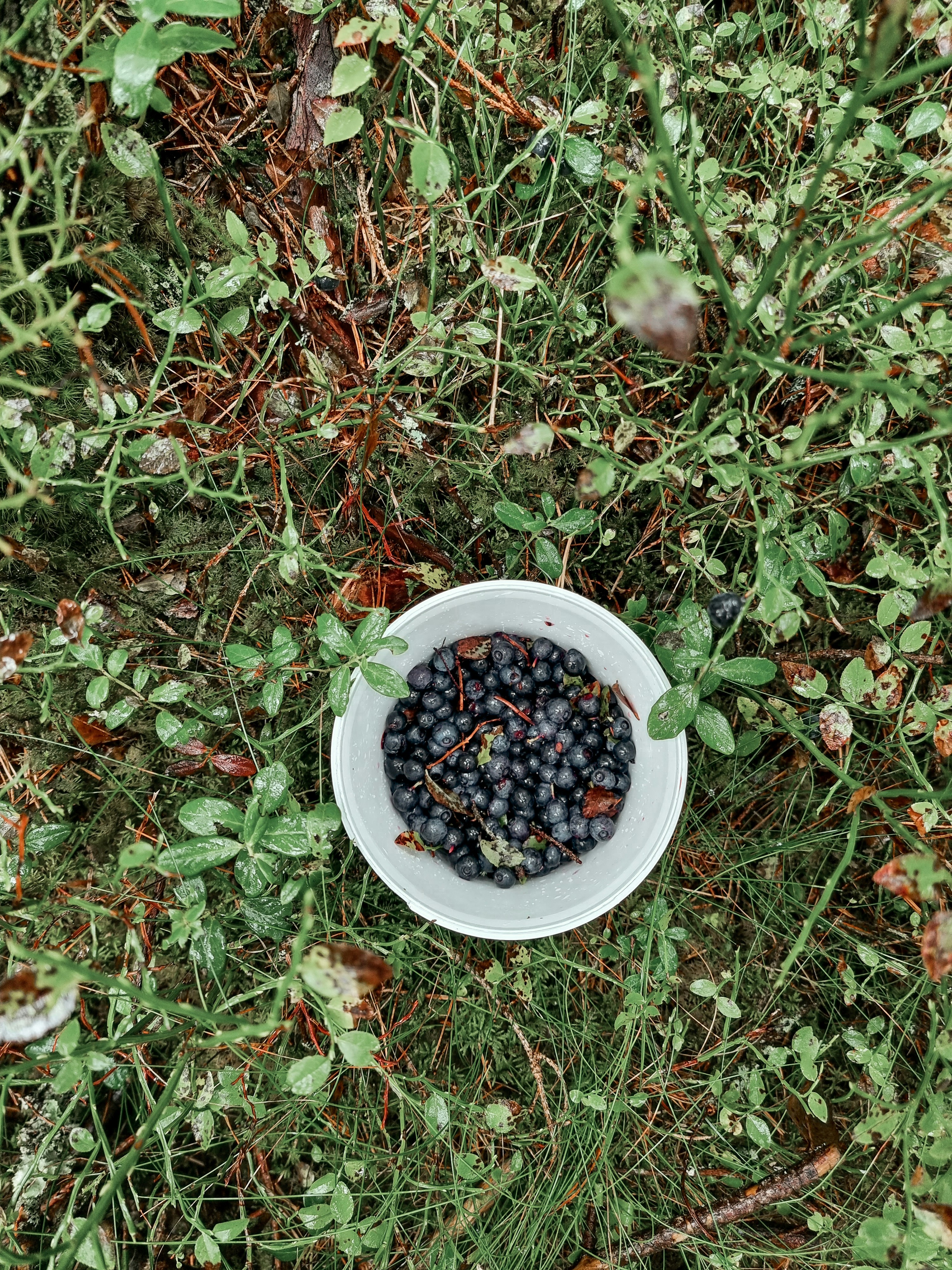 A white bowl filled with berries sitting on top of a lush green field