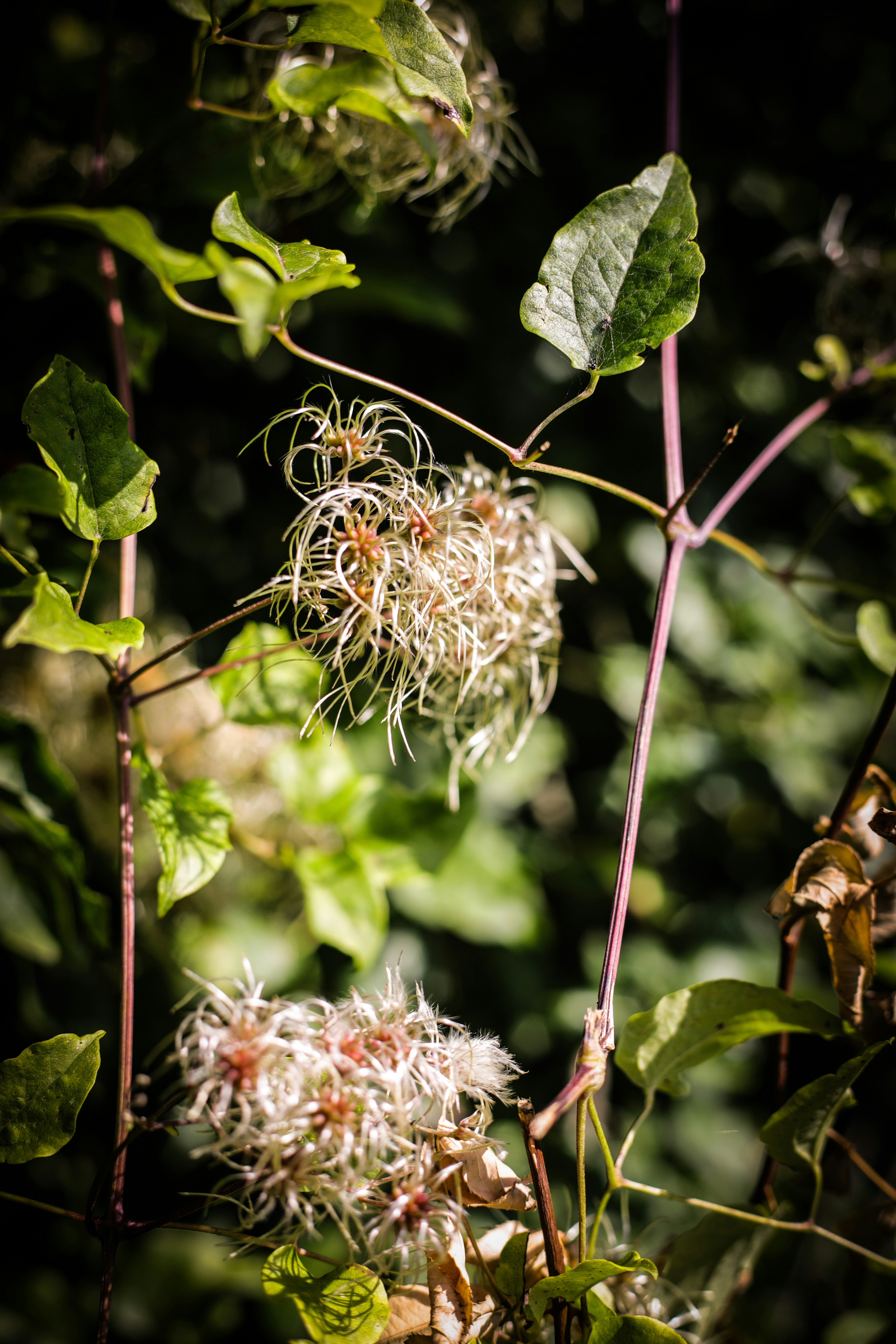 Nahaufnahme einer Pflanze mit vielen Blättern