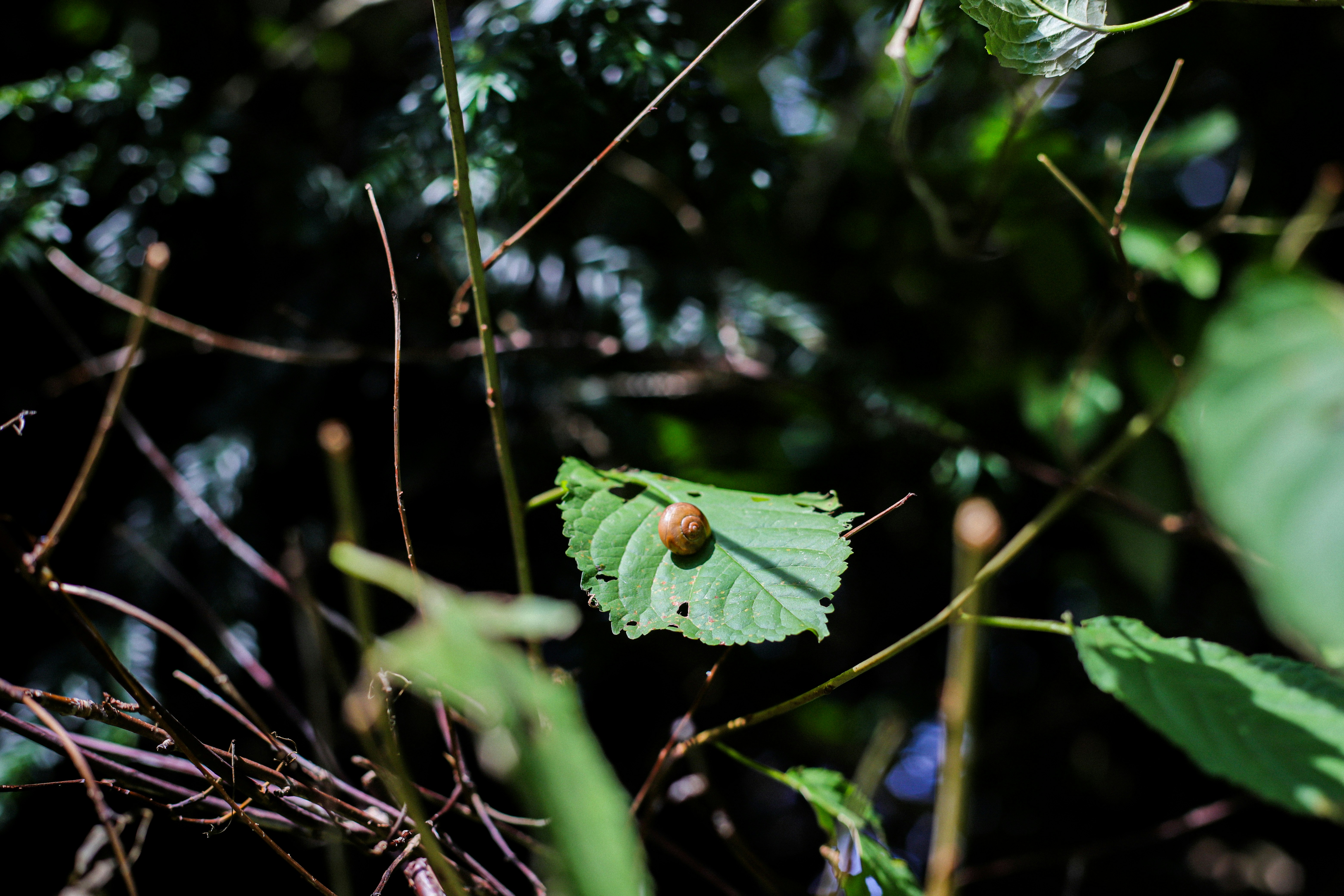 Ein grünes Blatt, auf dem ein Käfer krabbelt