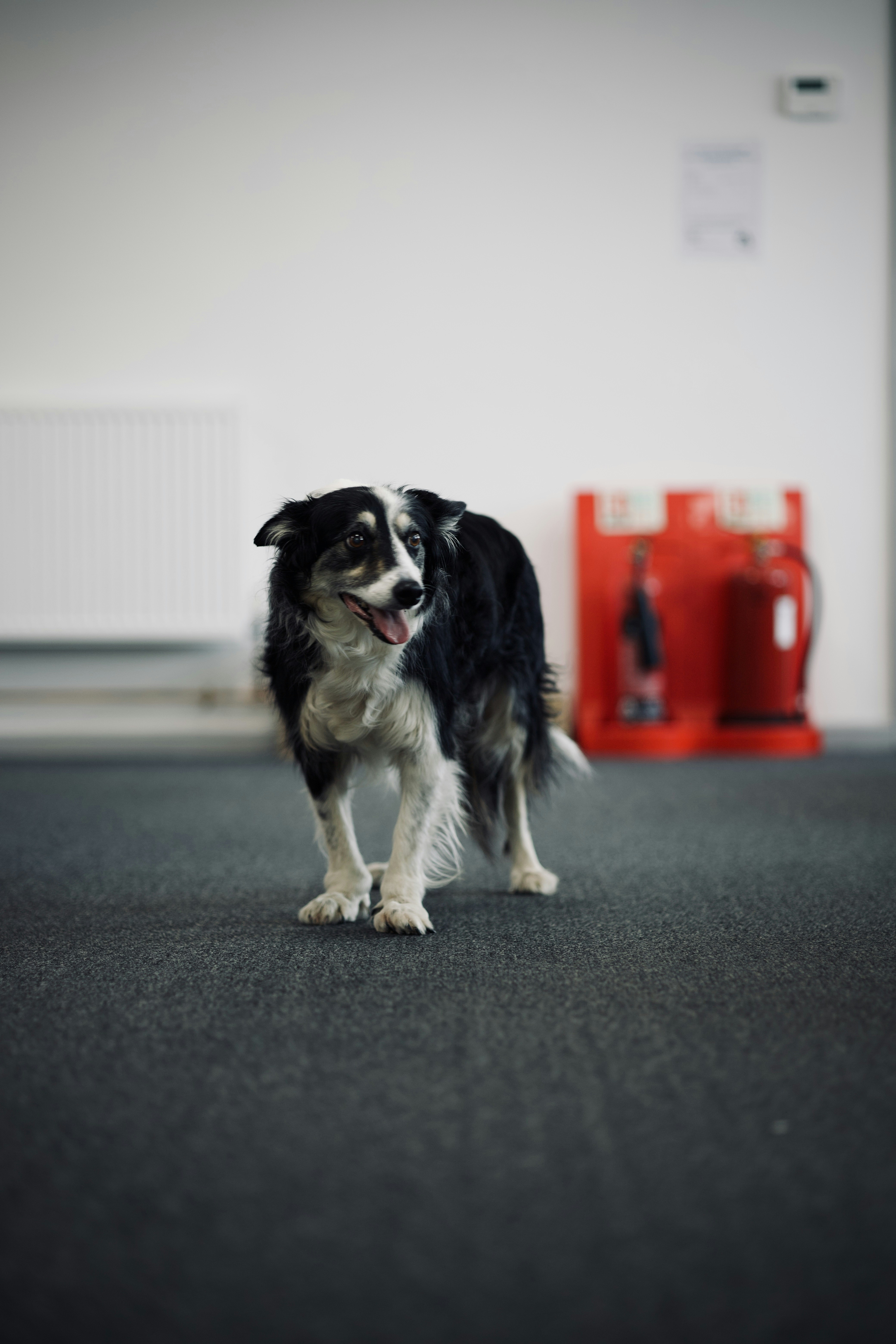A black and white dog standing in a room