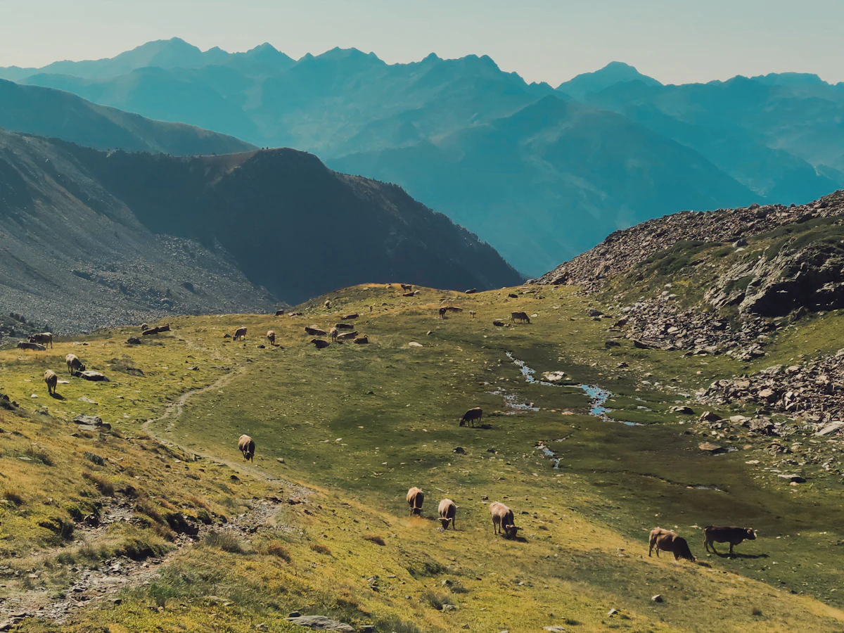 Animals grazing a high pasture beside a stream in the Sorteny valley, with mountains behind