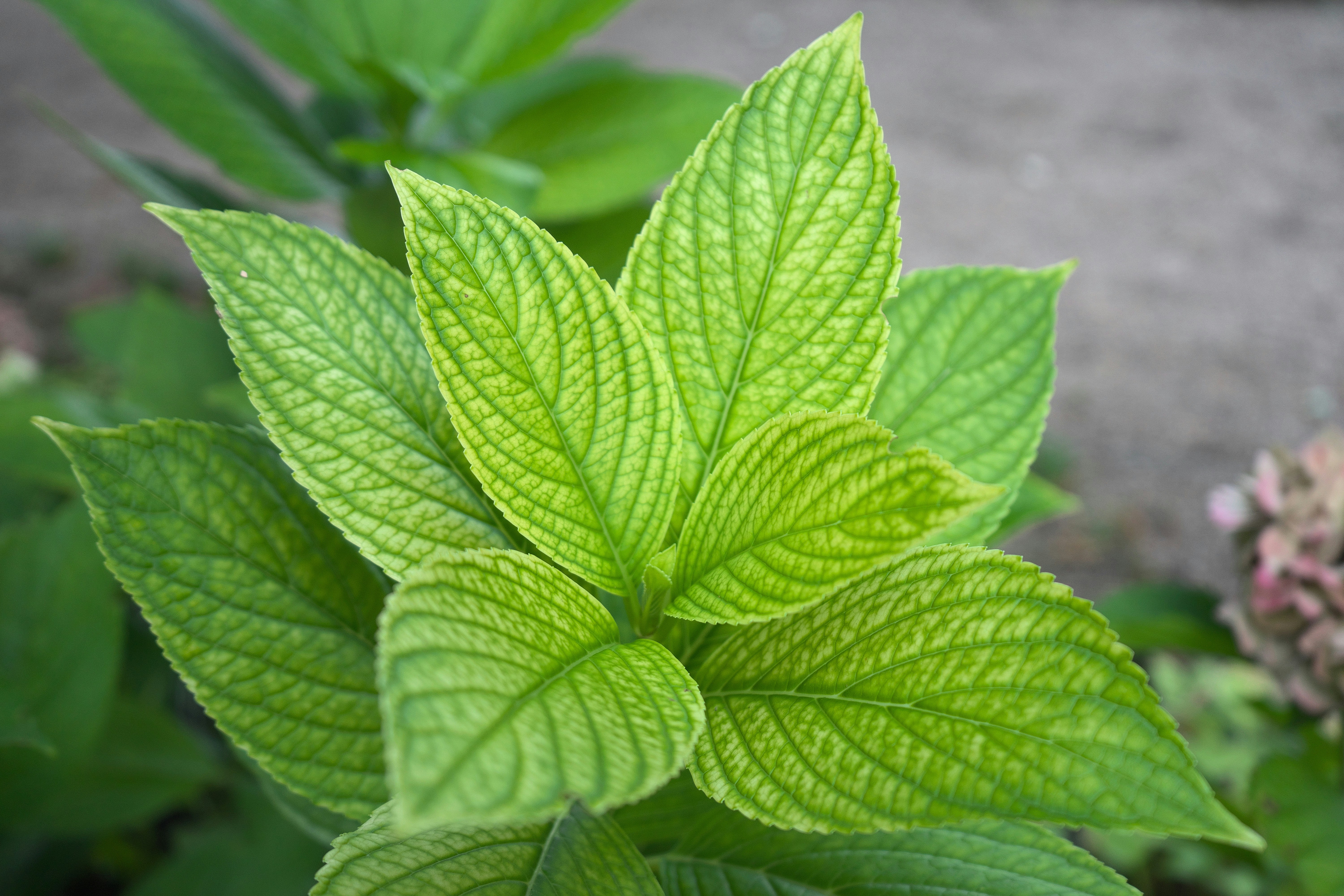 A close up of a green leafy plant