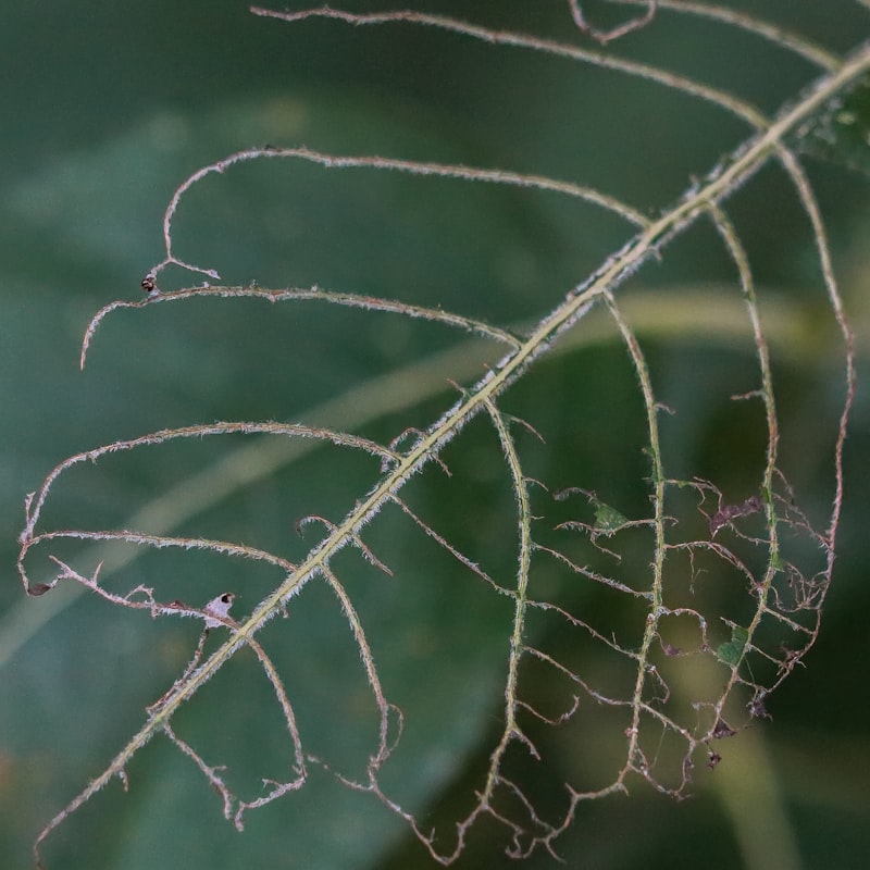 Close-up of pest damage on plant foliage — spider mites cause stippling, yellowing, and fine webbing, especially in warm dry indoor air