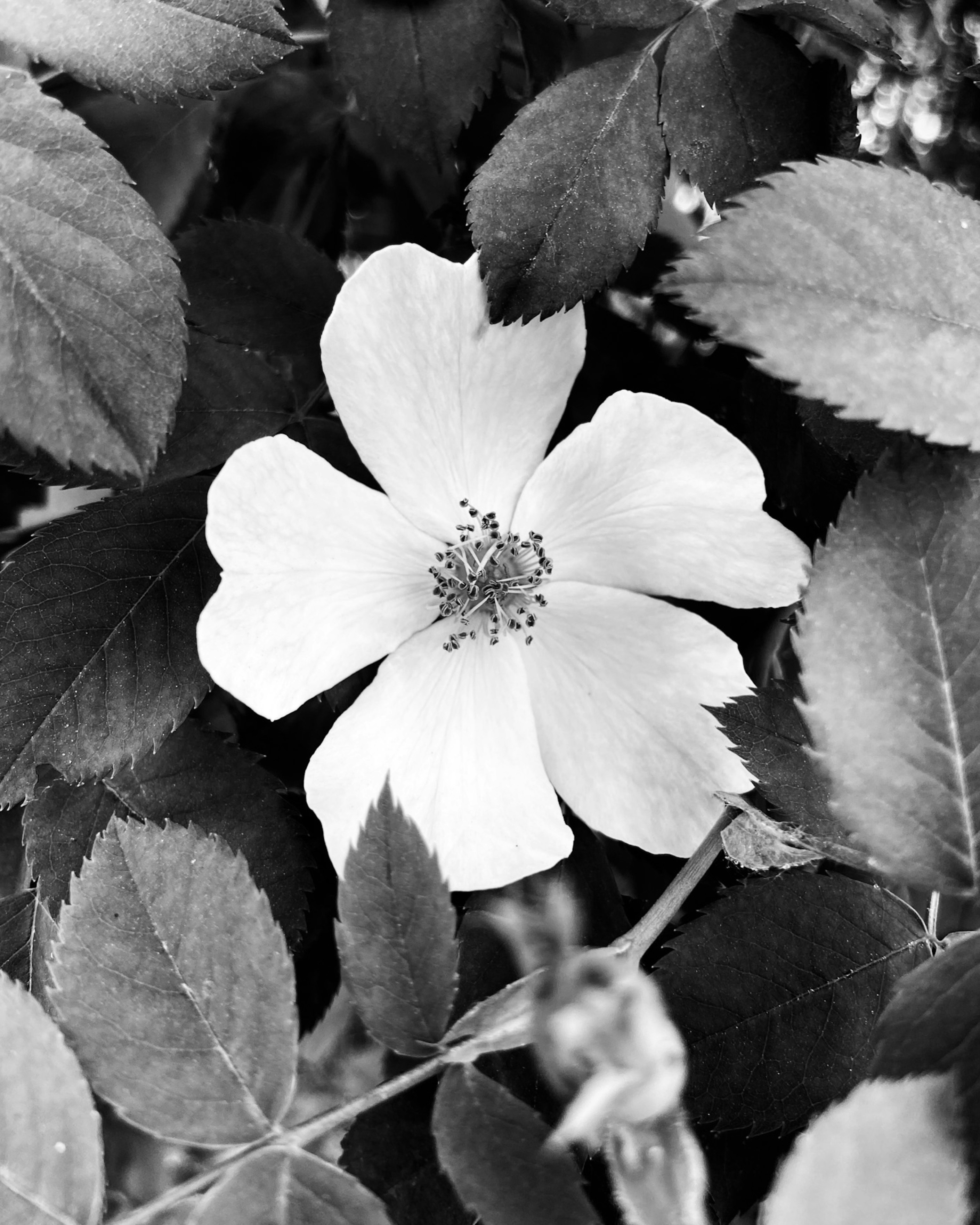 Rosa canina