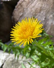 A yellow dandelion sitting on top of a lush green field