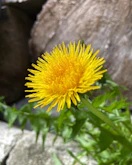 A yellow dandelion sitting on top of a lush green field