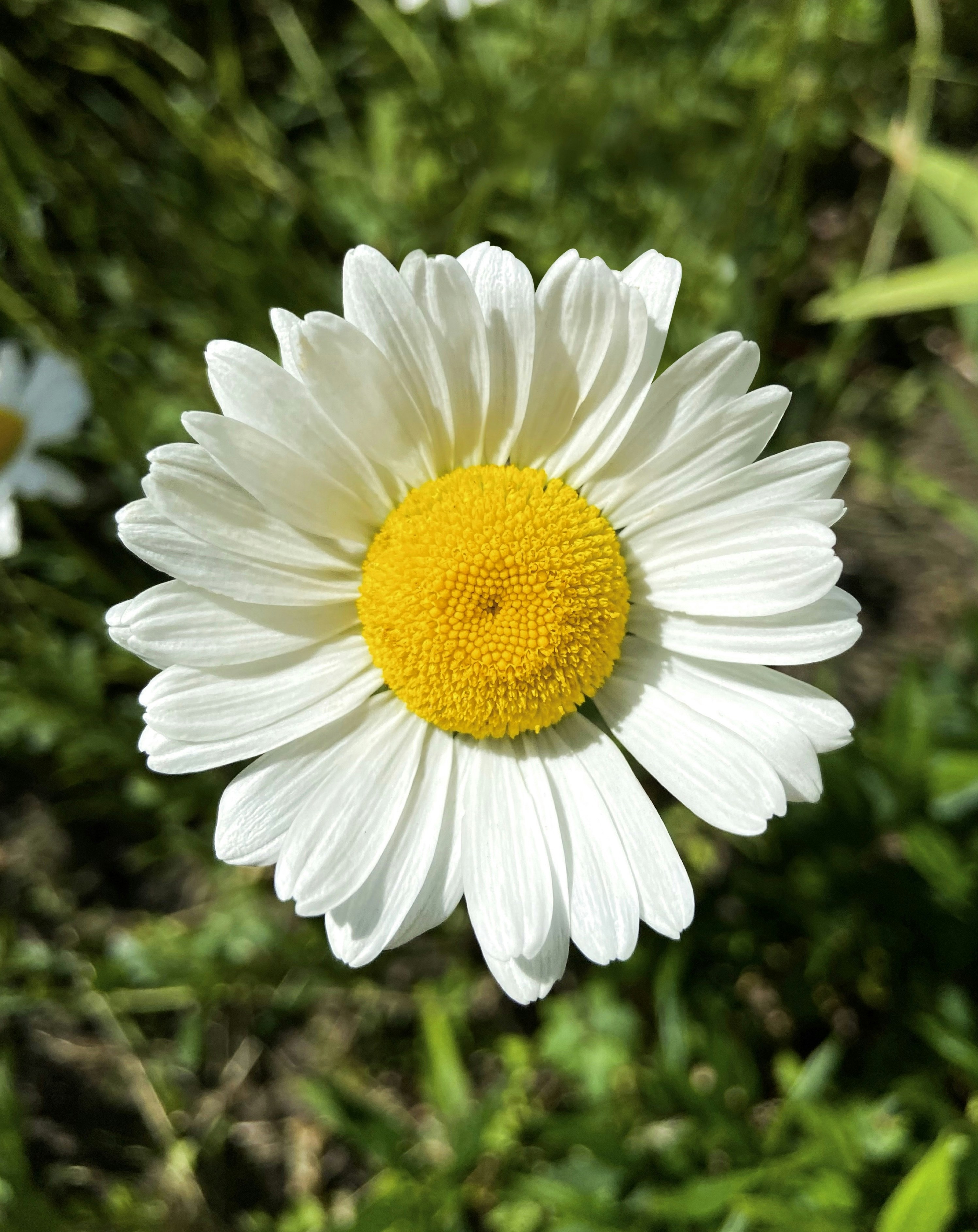 Daisy