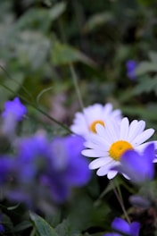 A close up of a bunch of flowers in a field