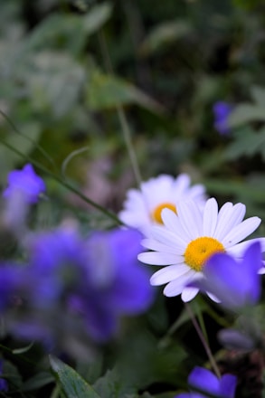 A close up of a bunch of flowers in a field