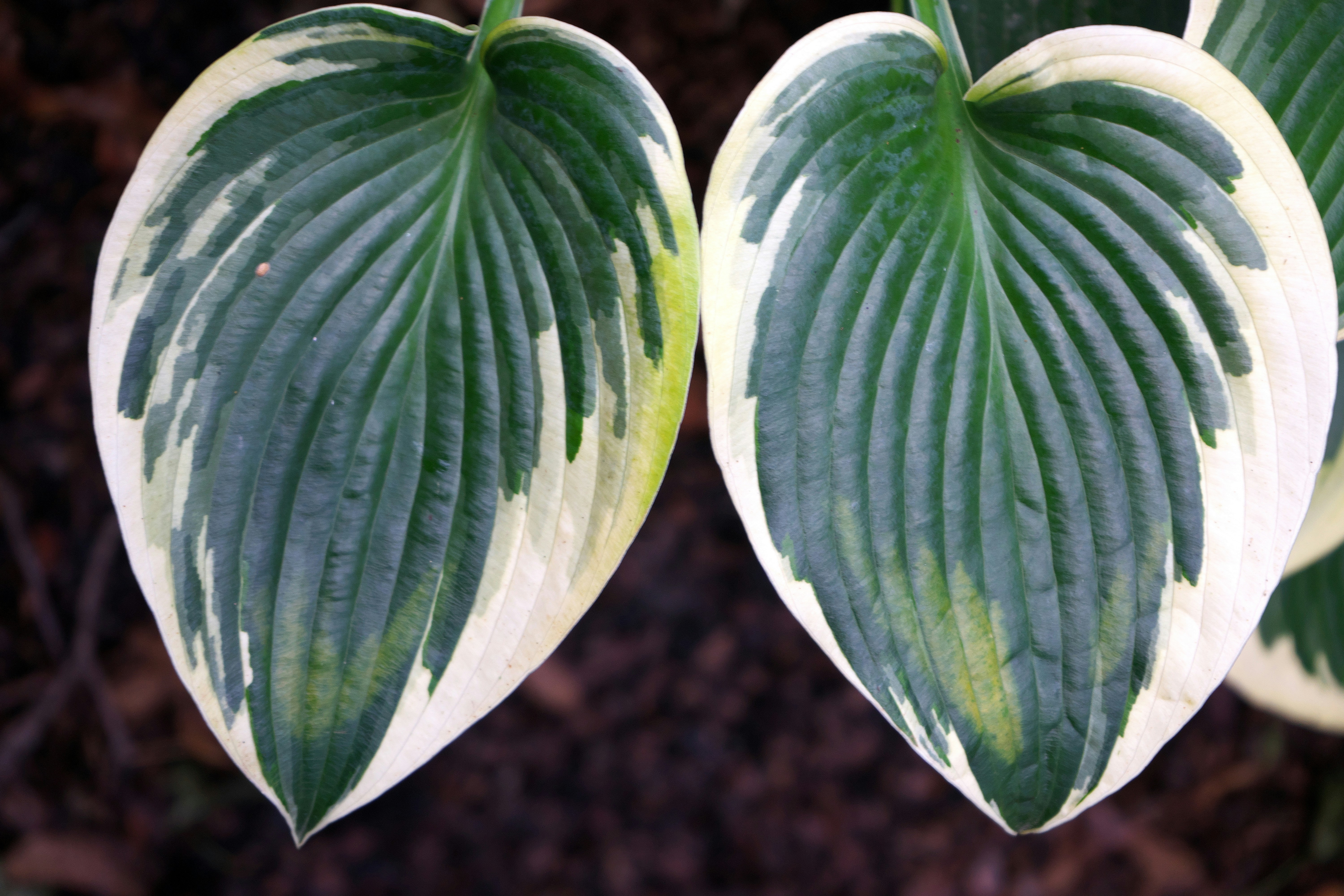 Funky prettiness of leaves