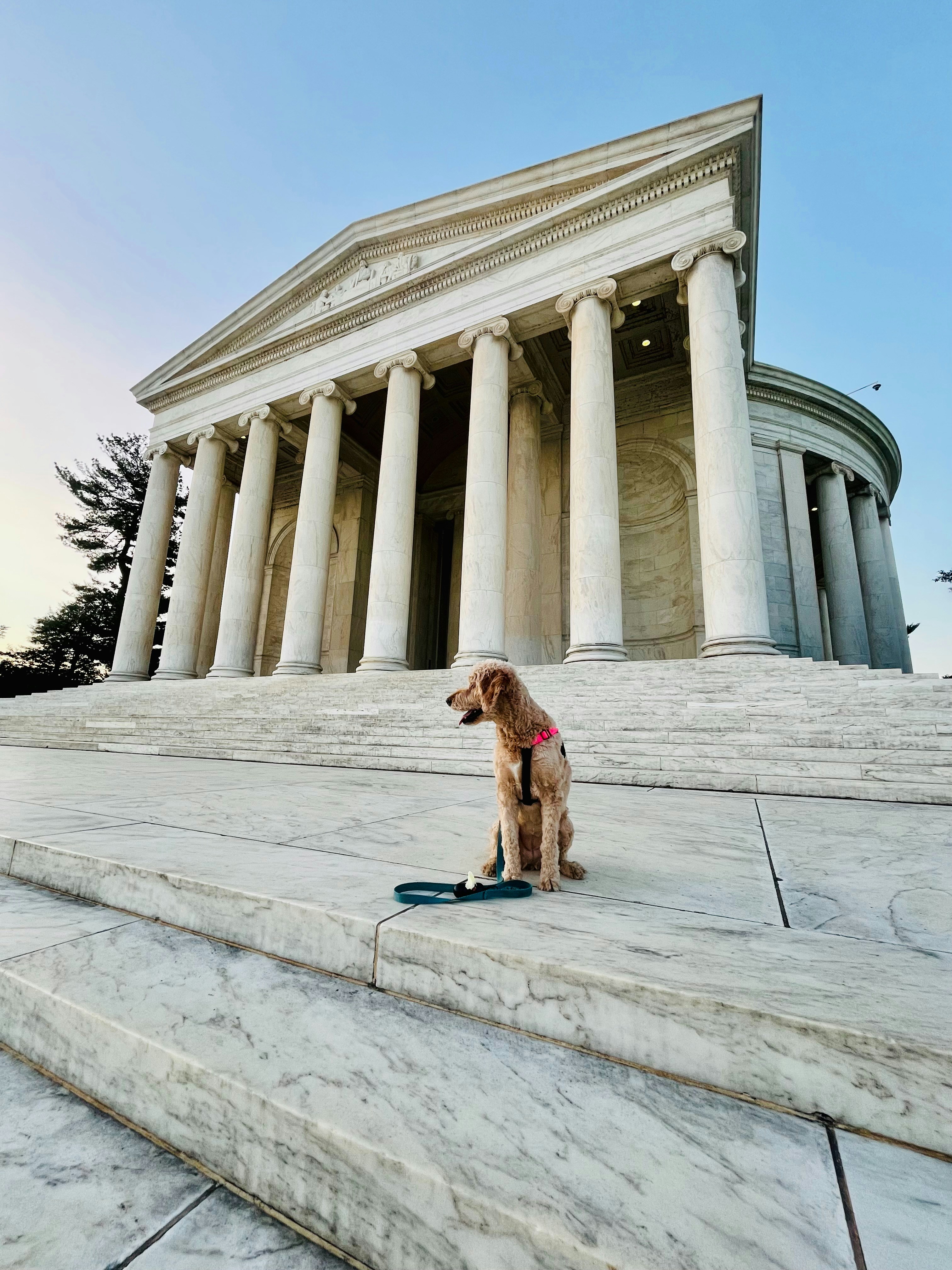 Seekor anjing duduk di skateboard di depan gedung