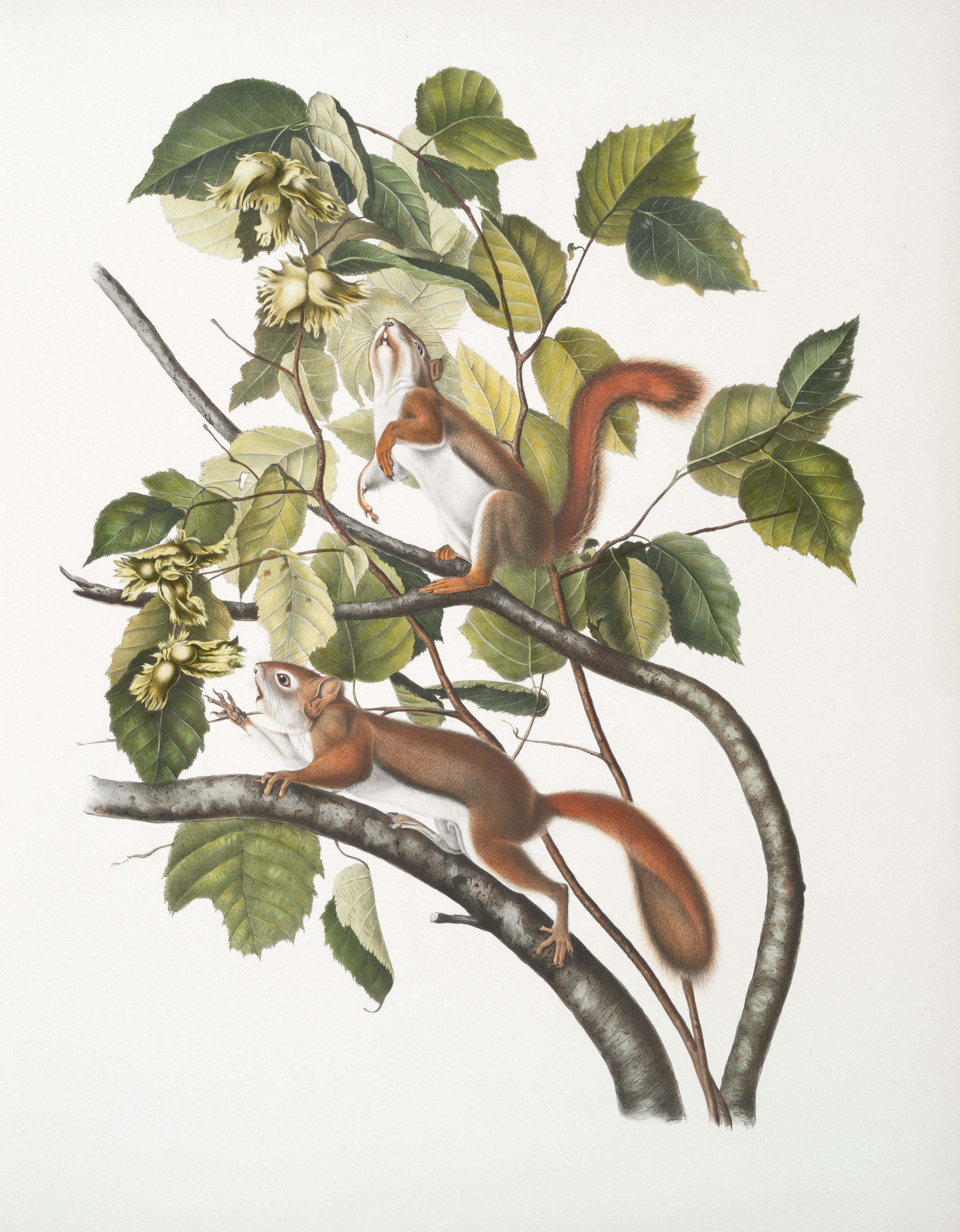 Two red squirrels climbing on a tree branch. photo – Free Animal Image ...