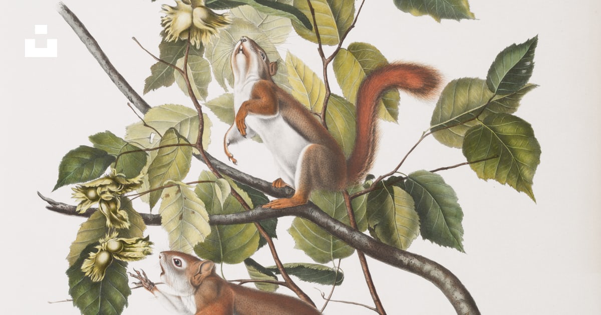 Two red squirrels climbing on a tree branch. photo – Free Animal Image ...