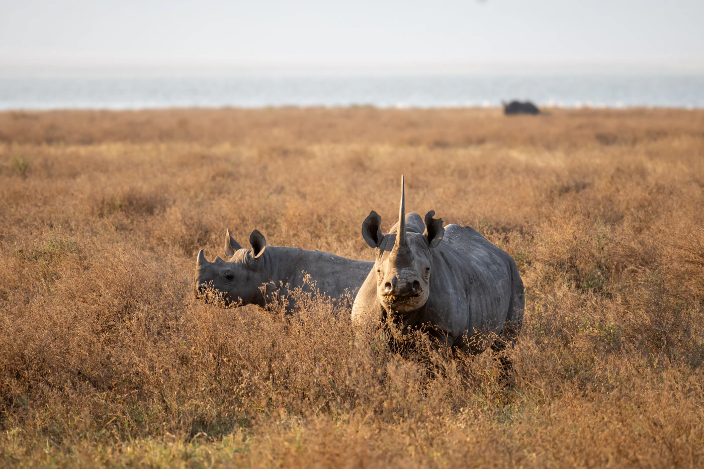 A rhino grazing in golden grass