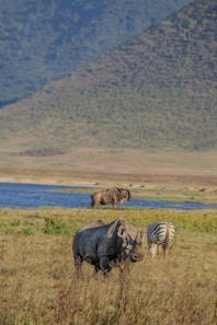 A group of animals that are standing in the grass