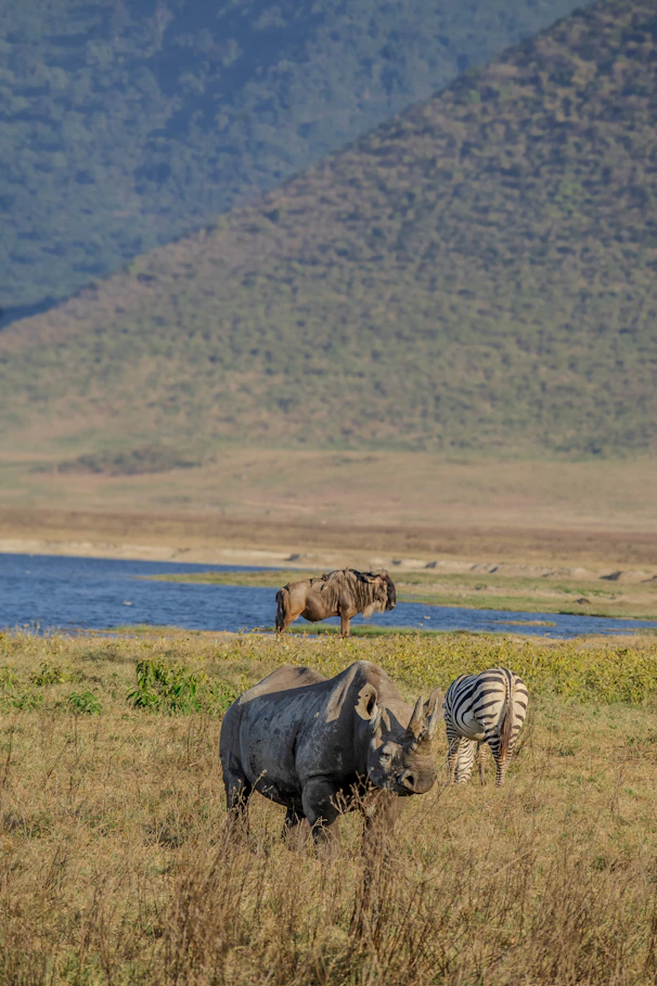 A group of animals that are standing in the grass