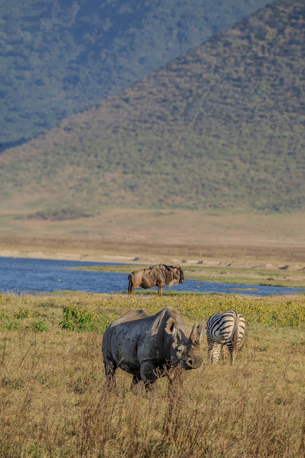 Rhino, zebra, and wildebeest on the Ngorongoro Crater floor — the Big Five density that makes the crater a single-morning spectacle