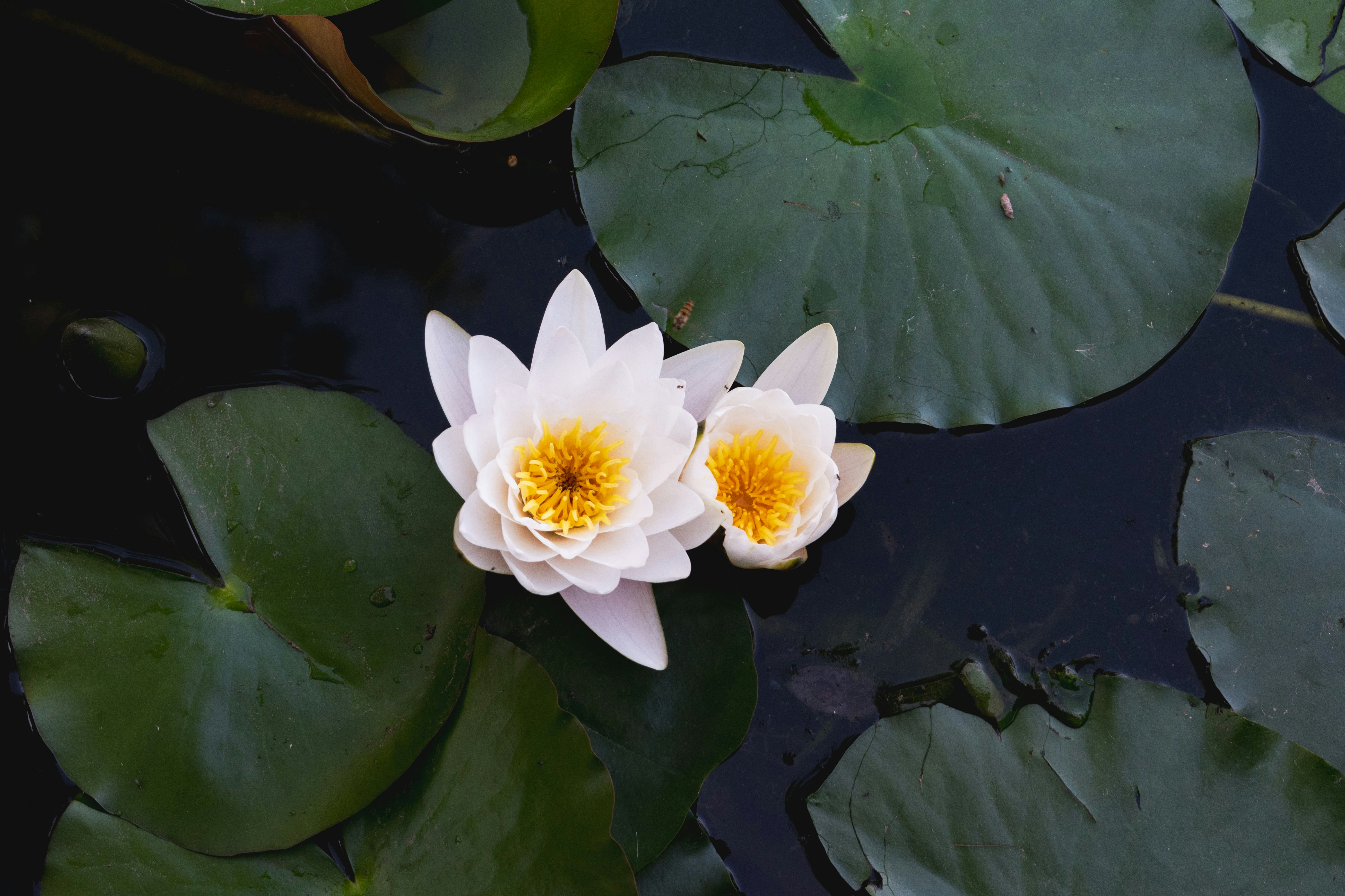 A couple of white flowers floating on top of a pond