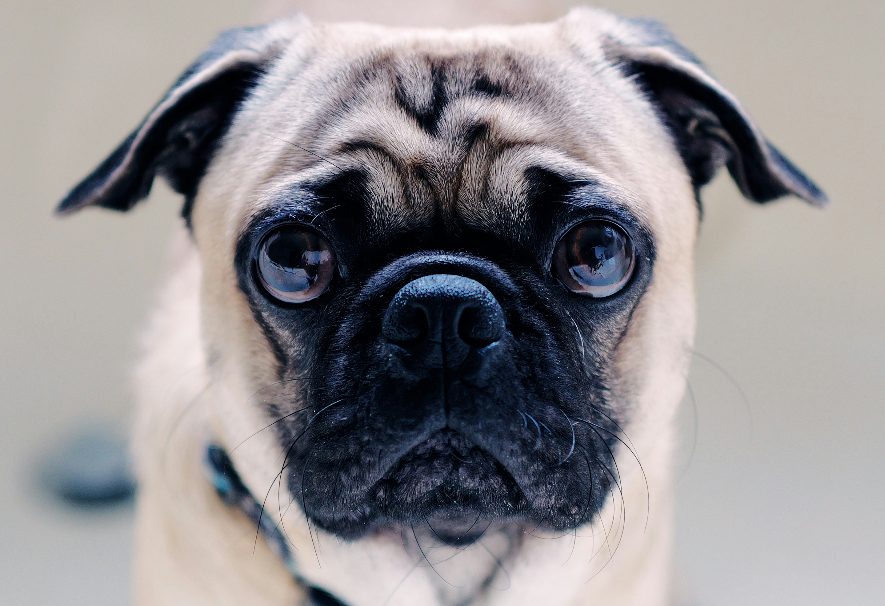 Photo by thephotochad