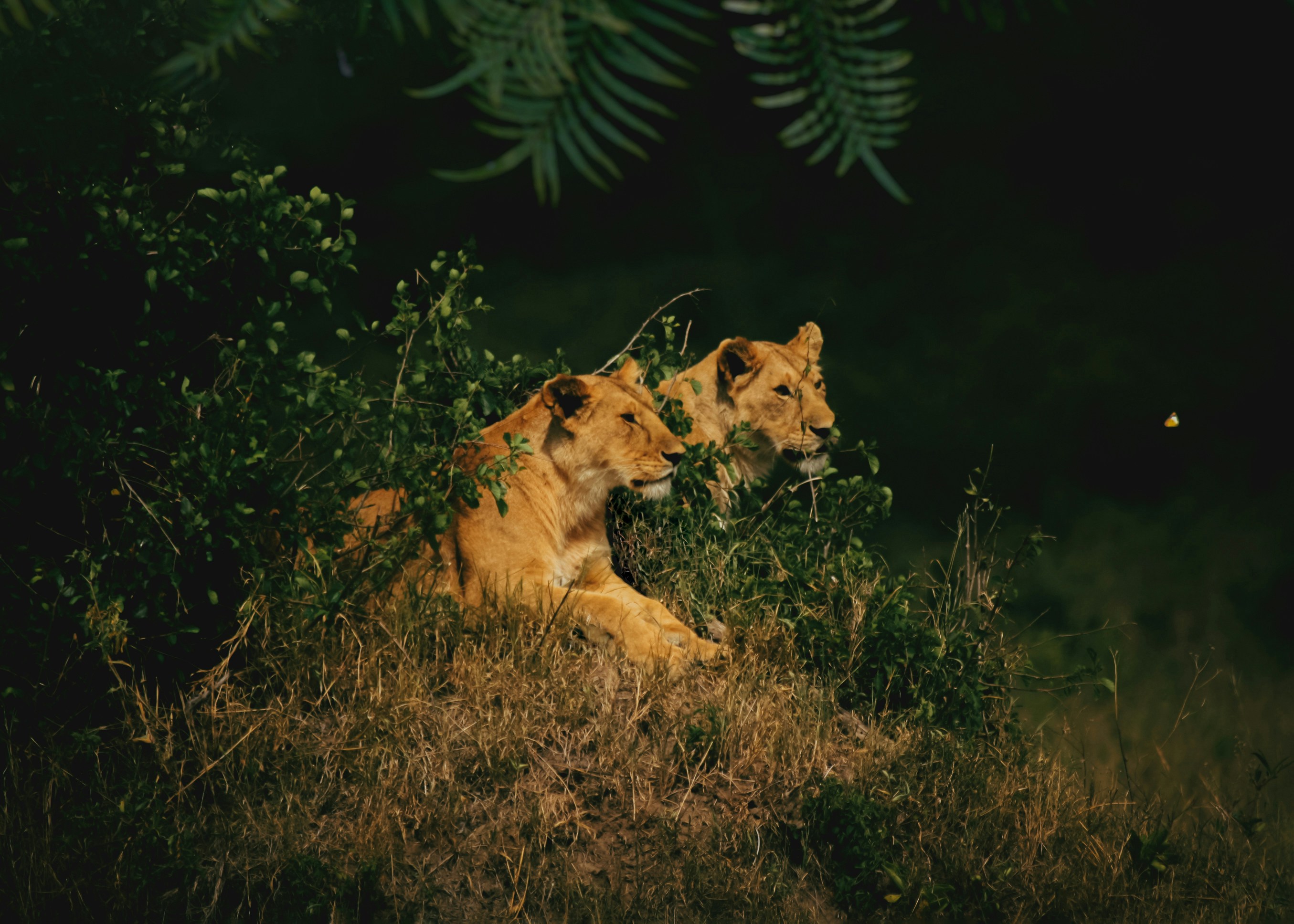 Lion Cubs’ Nighttime Mischief (image credits: unsplash)