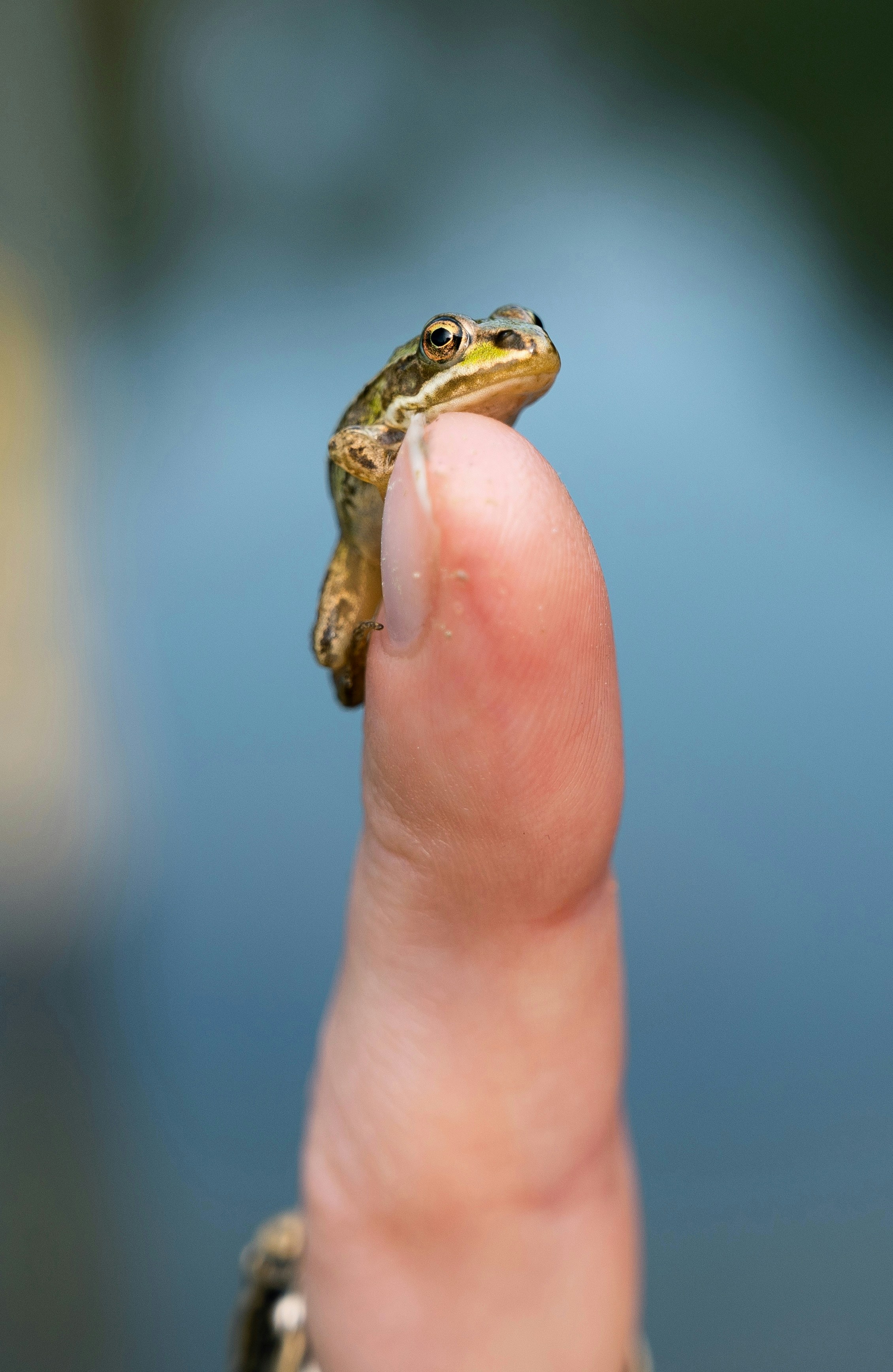 A small frog sitting on top of a persons finger