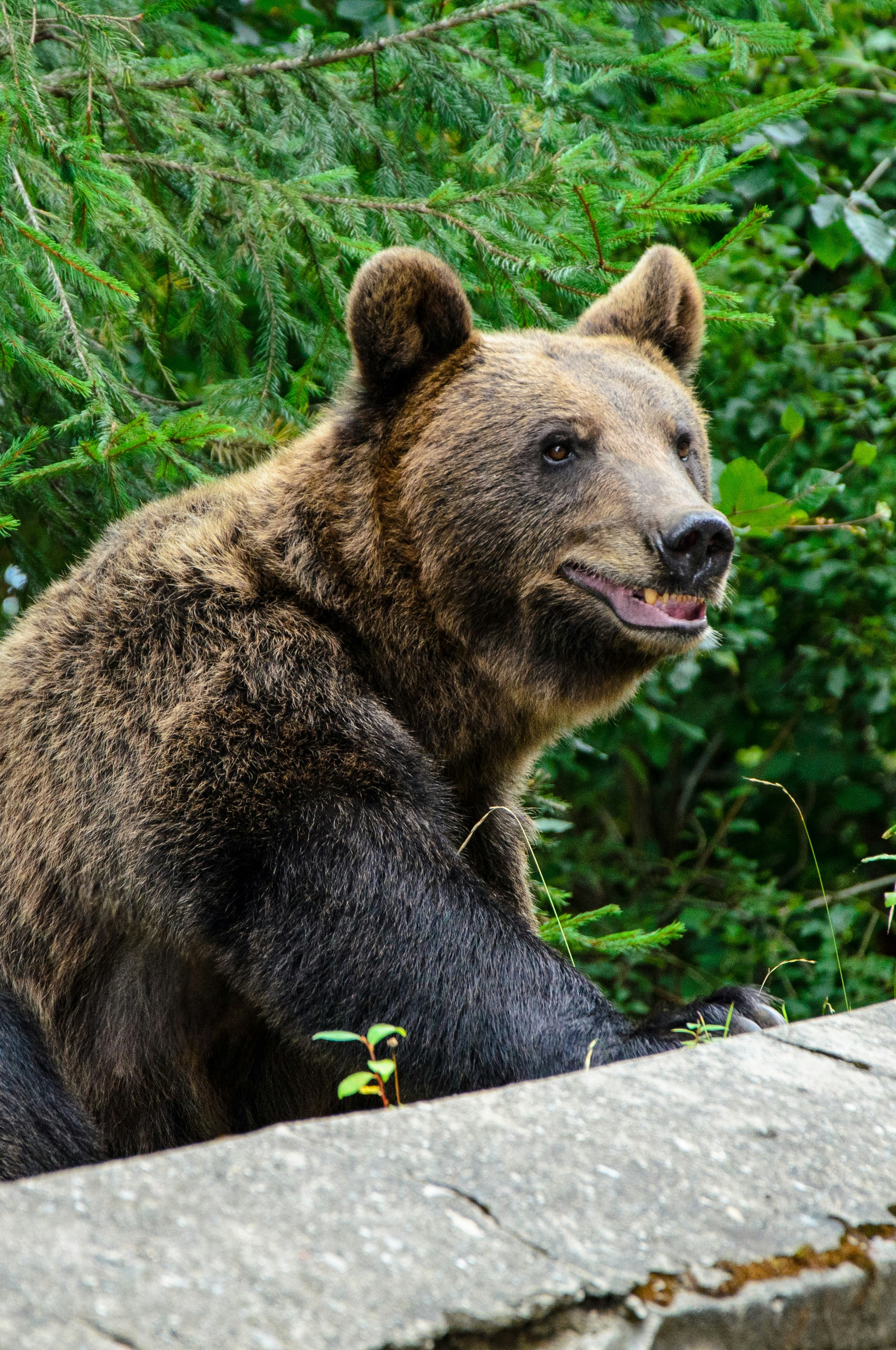 Photo by gamanalice3012