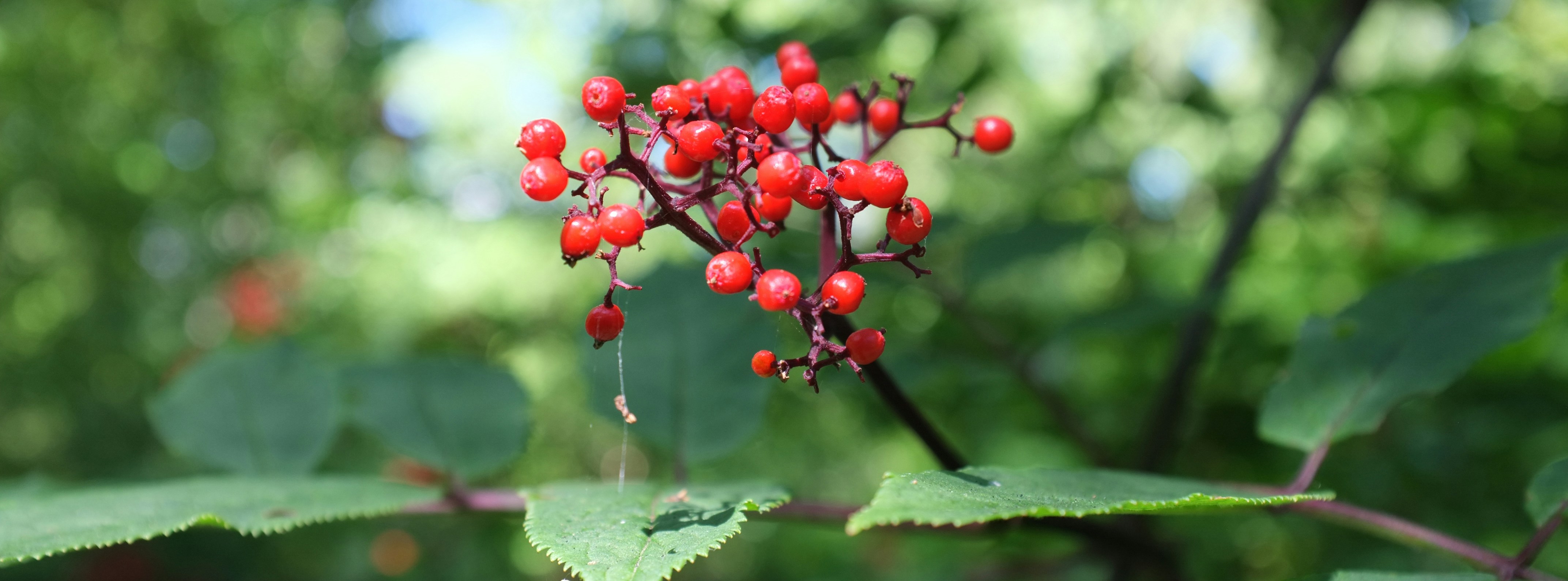 Photo by jonathankslim