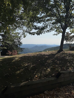 A bench sitting on top of a hill next to a tree