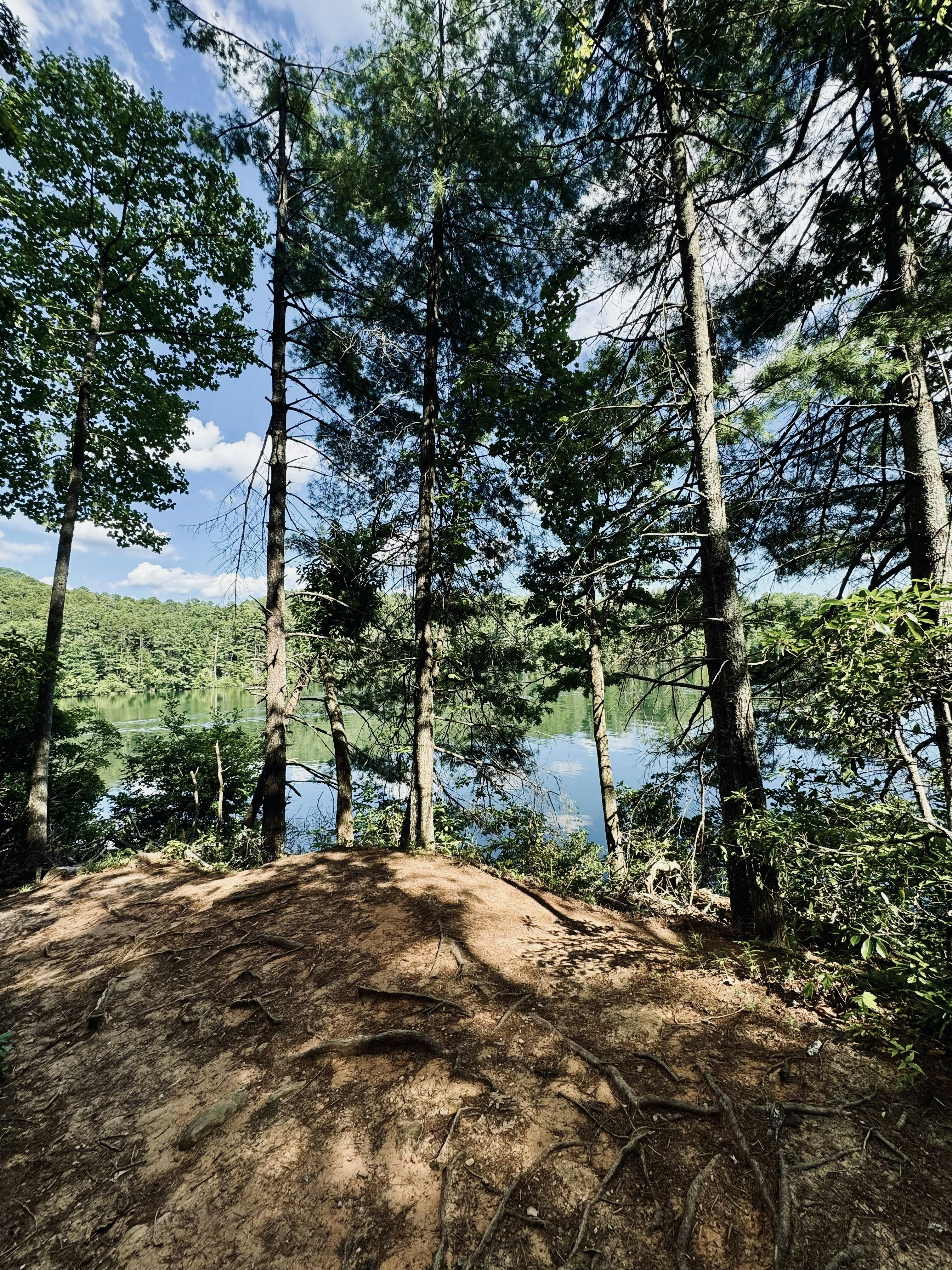 A large mound of dirt in the middle of a forest
