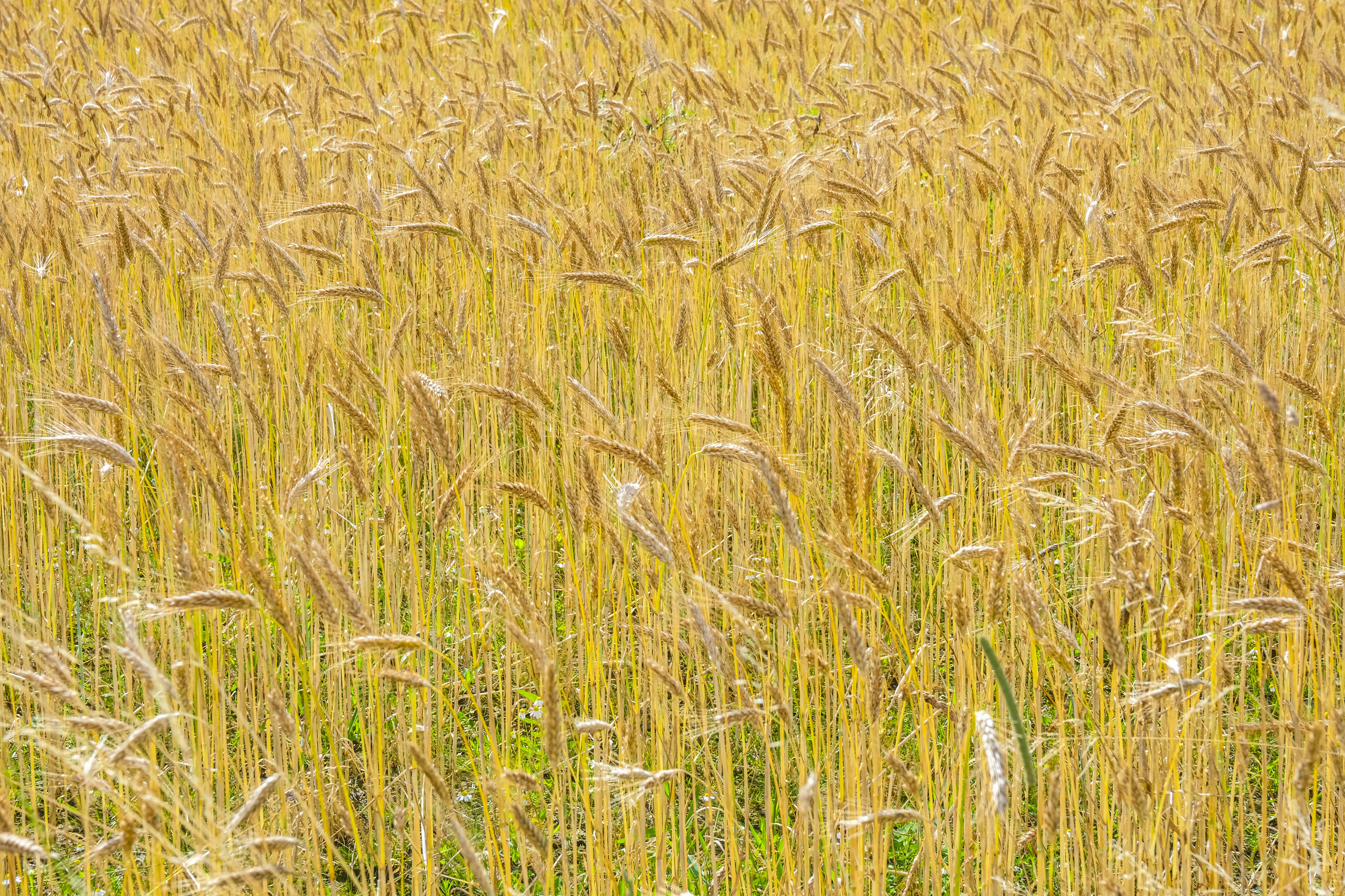 A field full of tall grass with a sky background