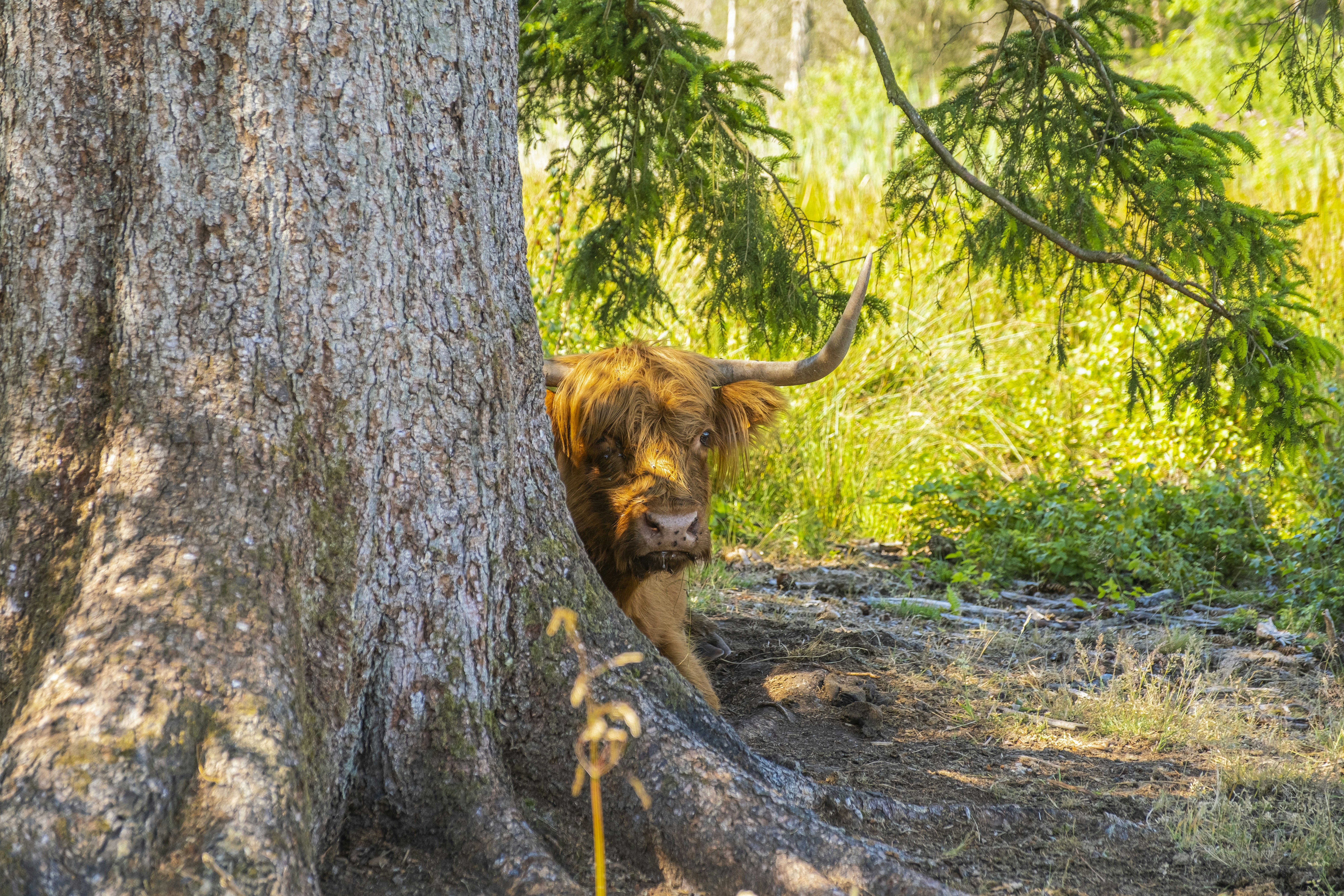 Una mucca marrone in piedi accanto a un albero in una foresta