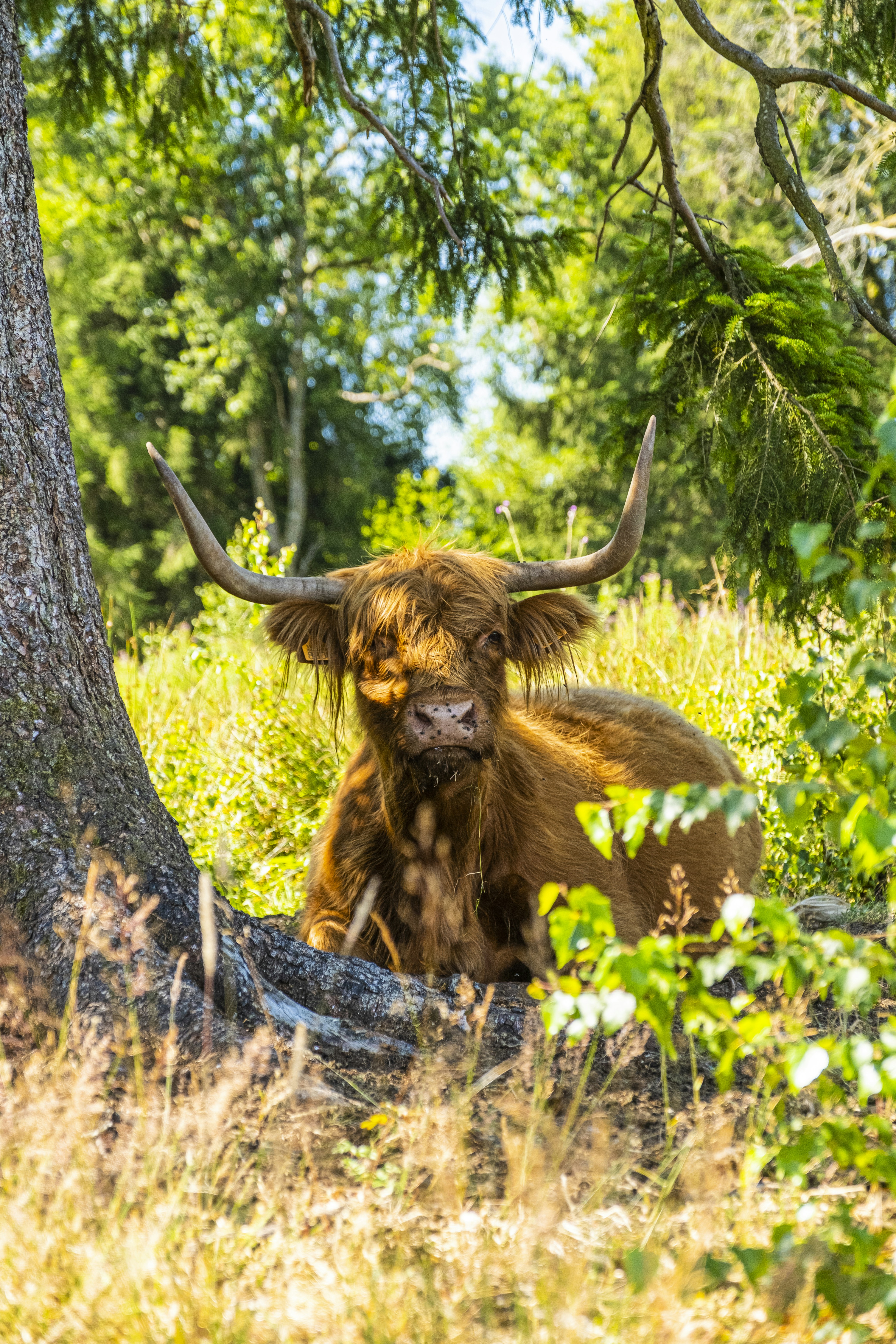 Una mucca marrone sdraiata nell'erba accanto a un albero