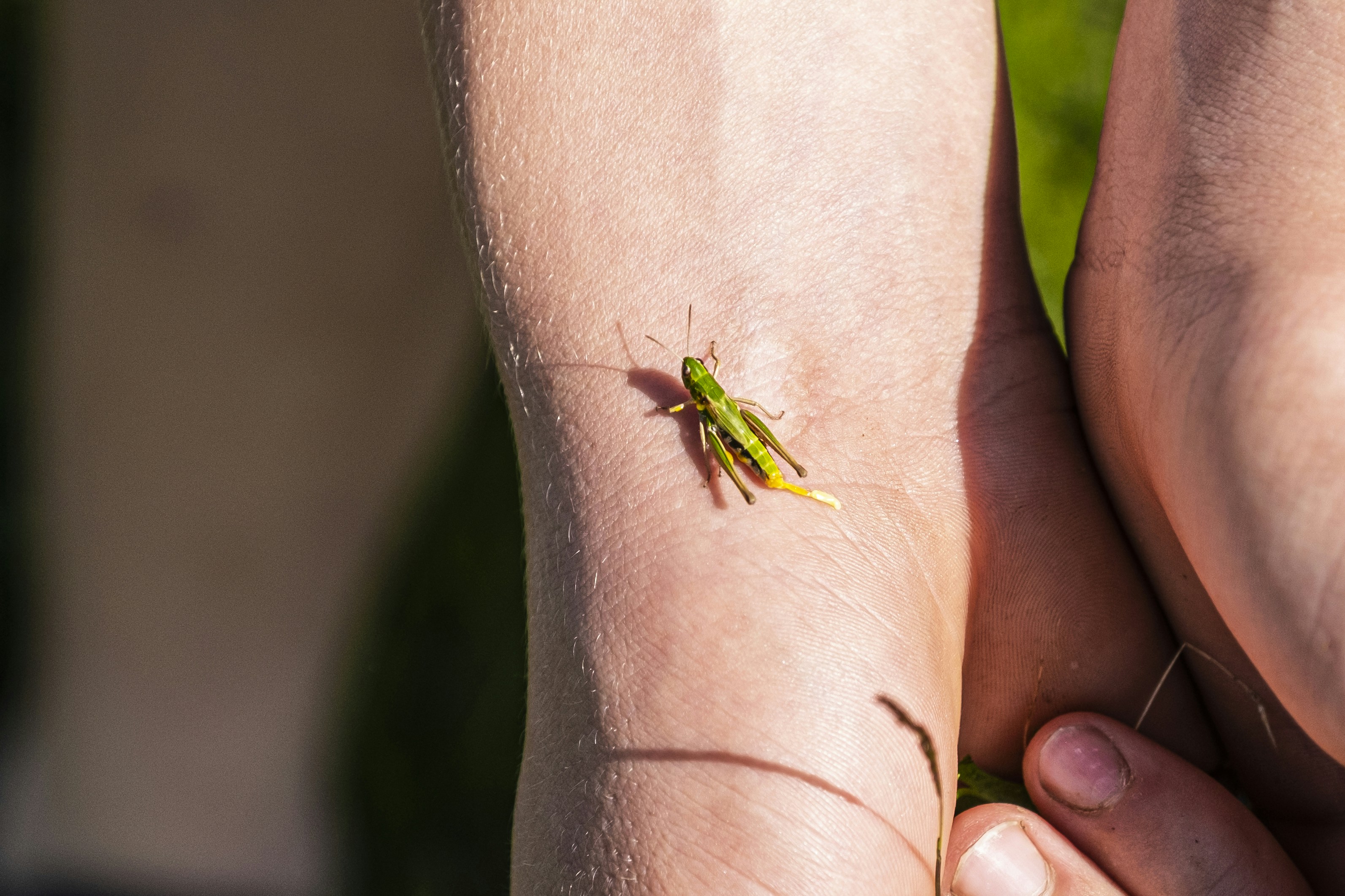 Un primo piano di una persona che tiene un piccolo insetto