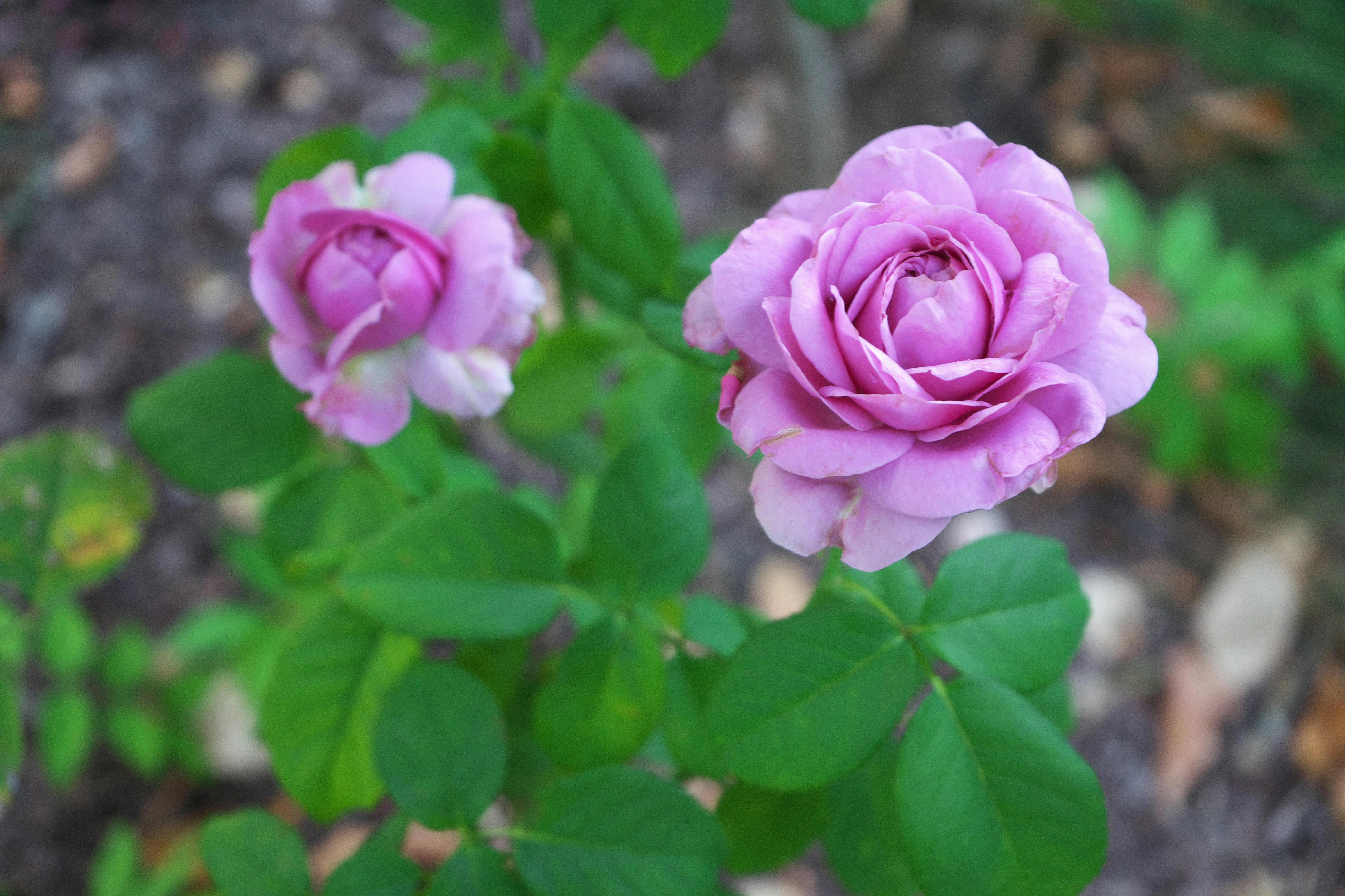 Un par de flores rosadas sobre una exuberante planta verde