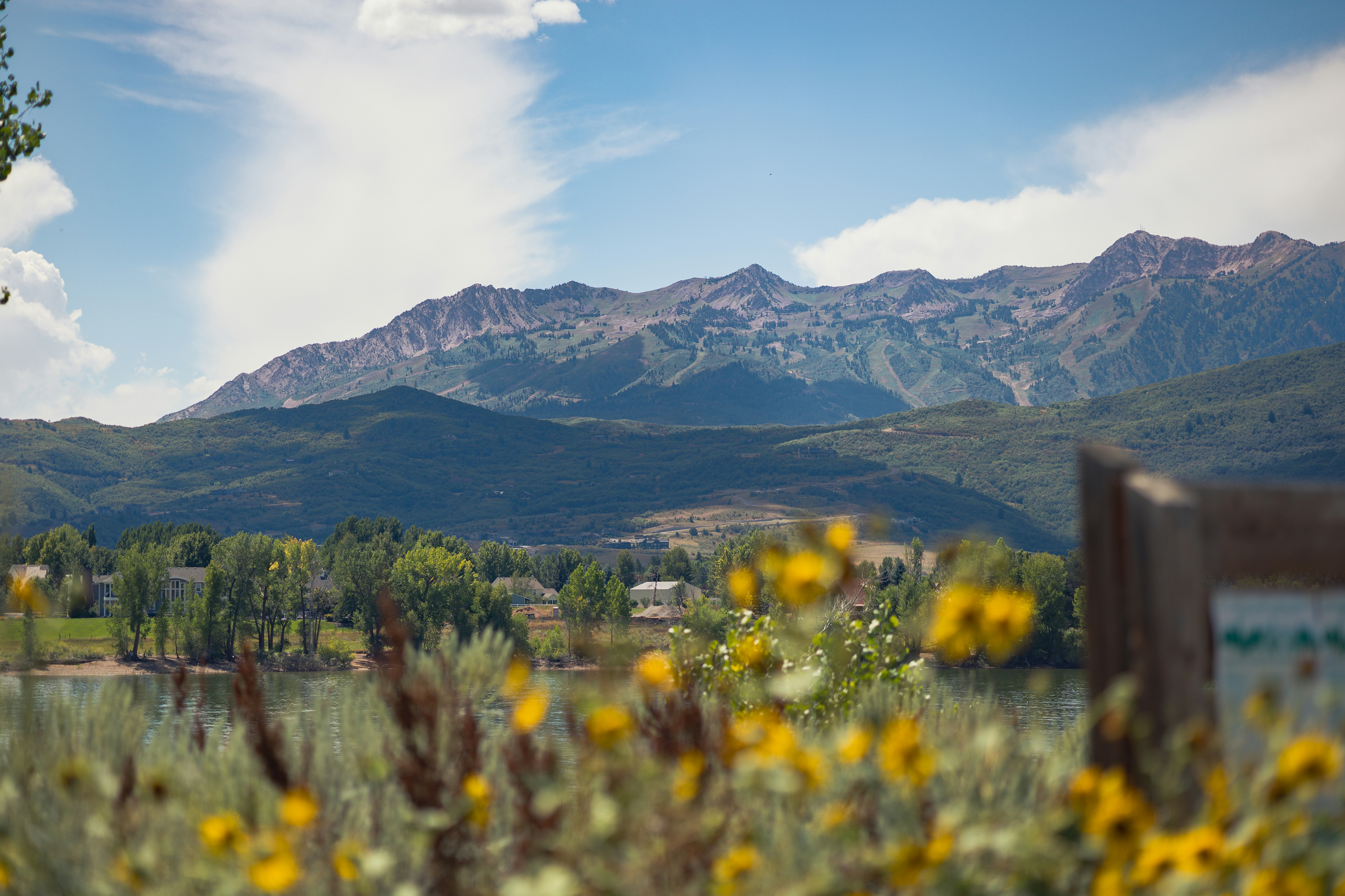 Un champ de fleurs sauvages avec des montagnes en arrière-plan