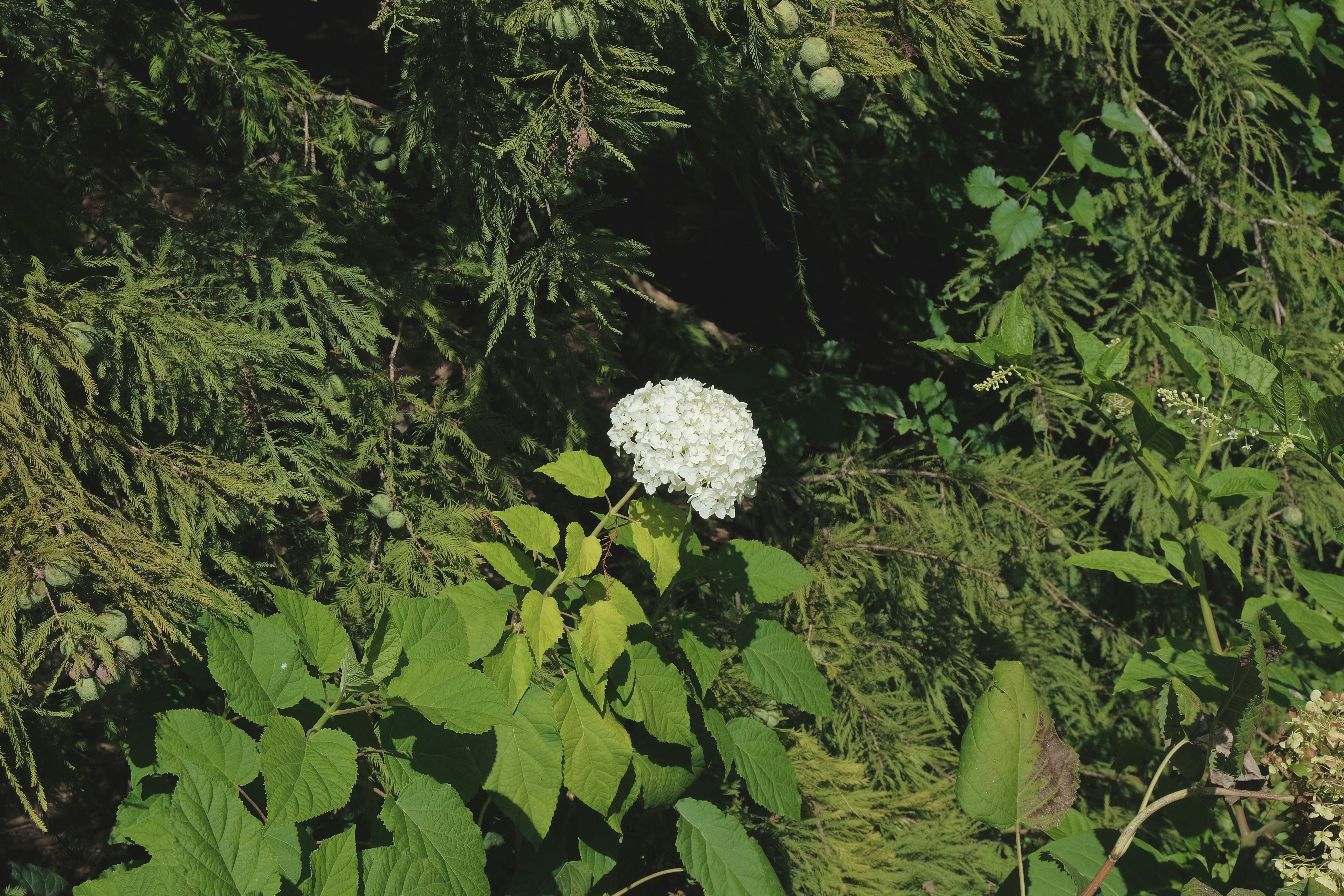 A white flower is in the middle of a forest