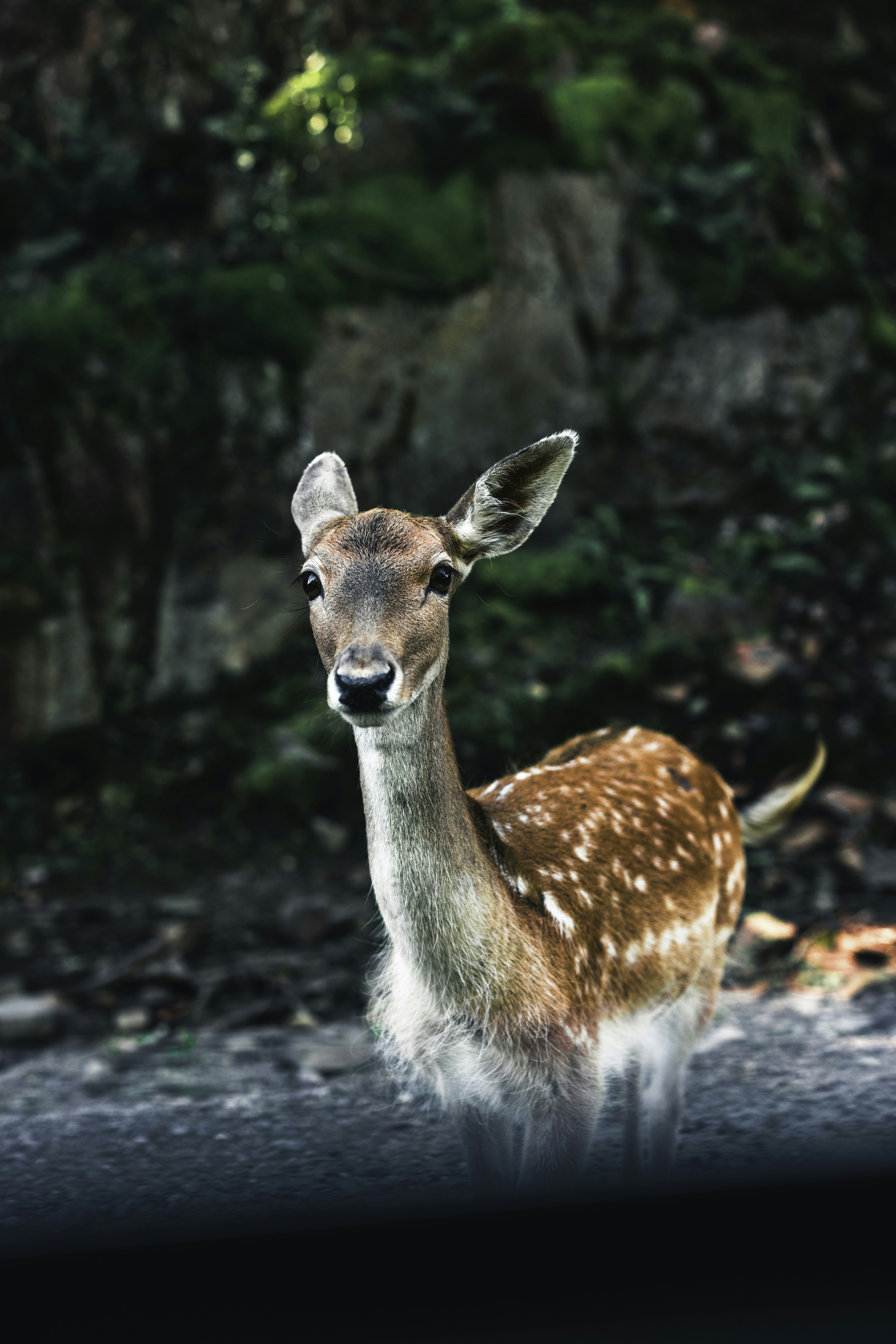 Photo by lureofadventure