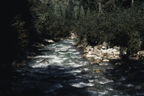 A river running through a forest filled with trees