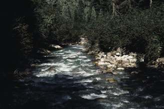 A river running through a forest filled with trees