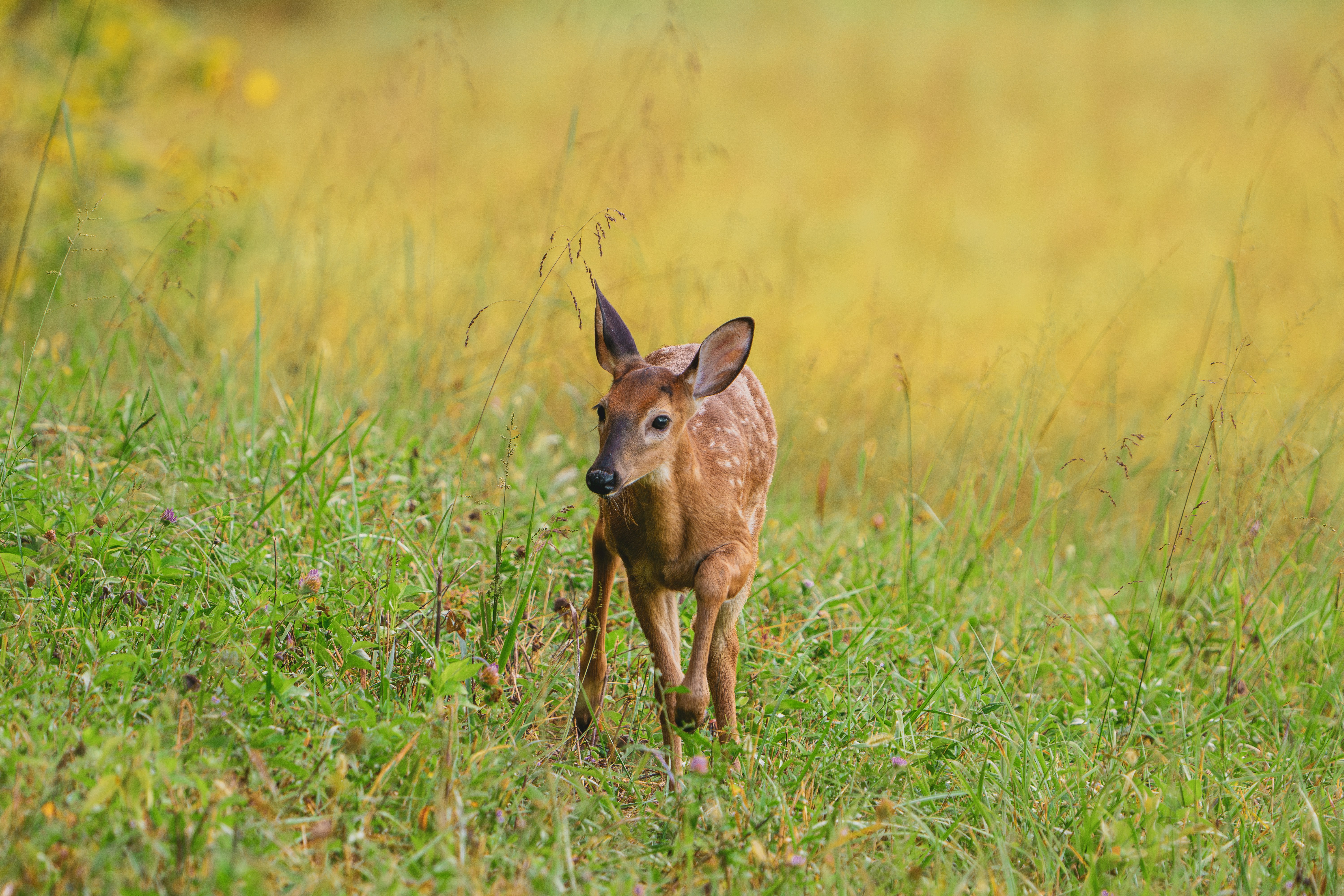 Photo by ayorkdesigns