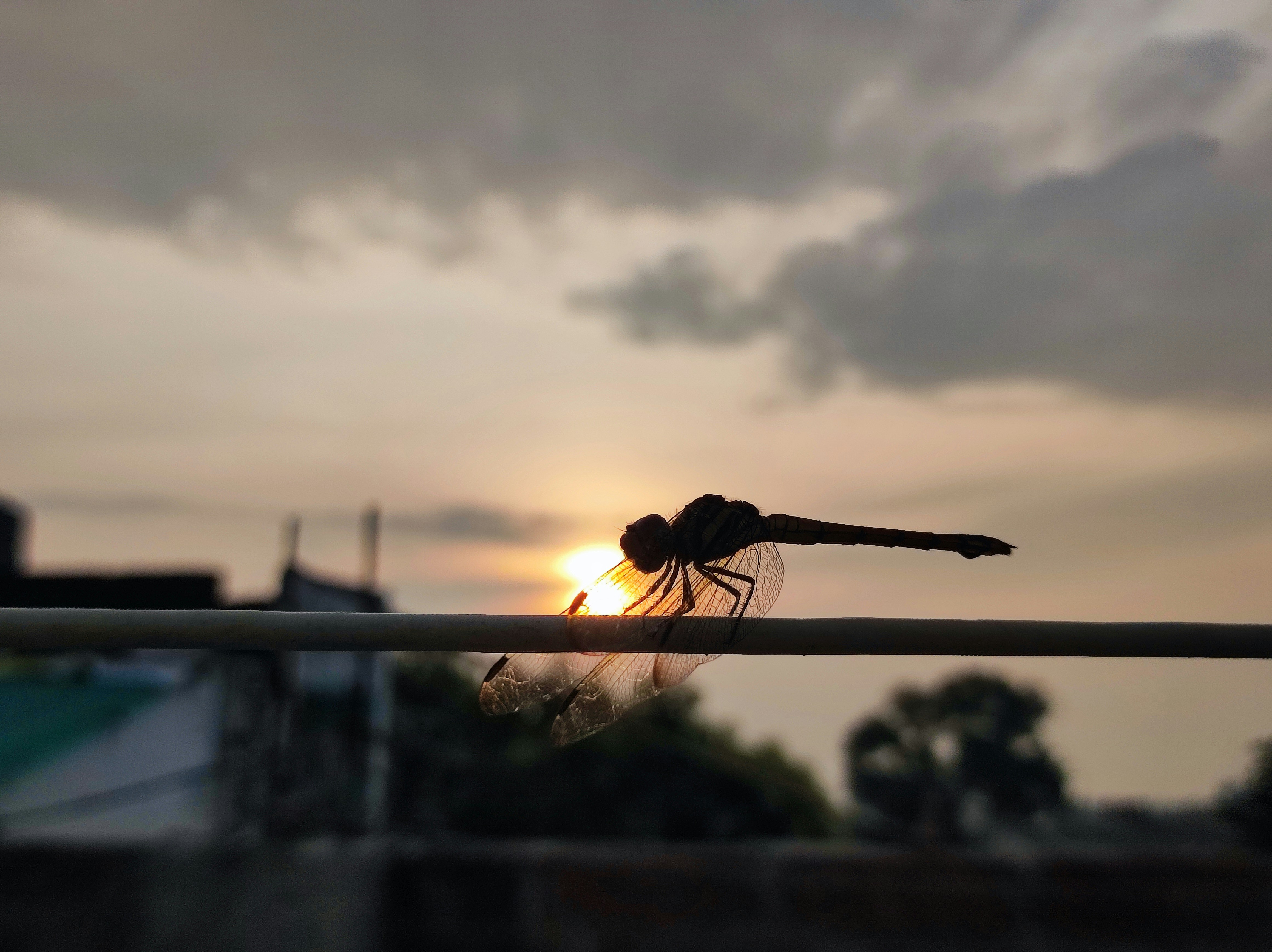 A small insect sitting on top of a metal bar