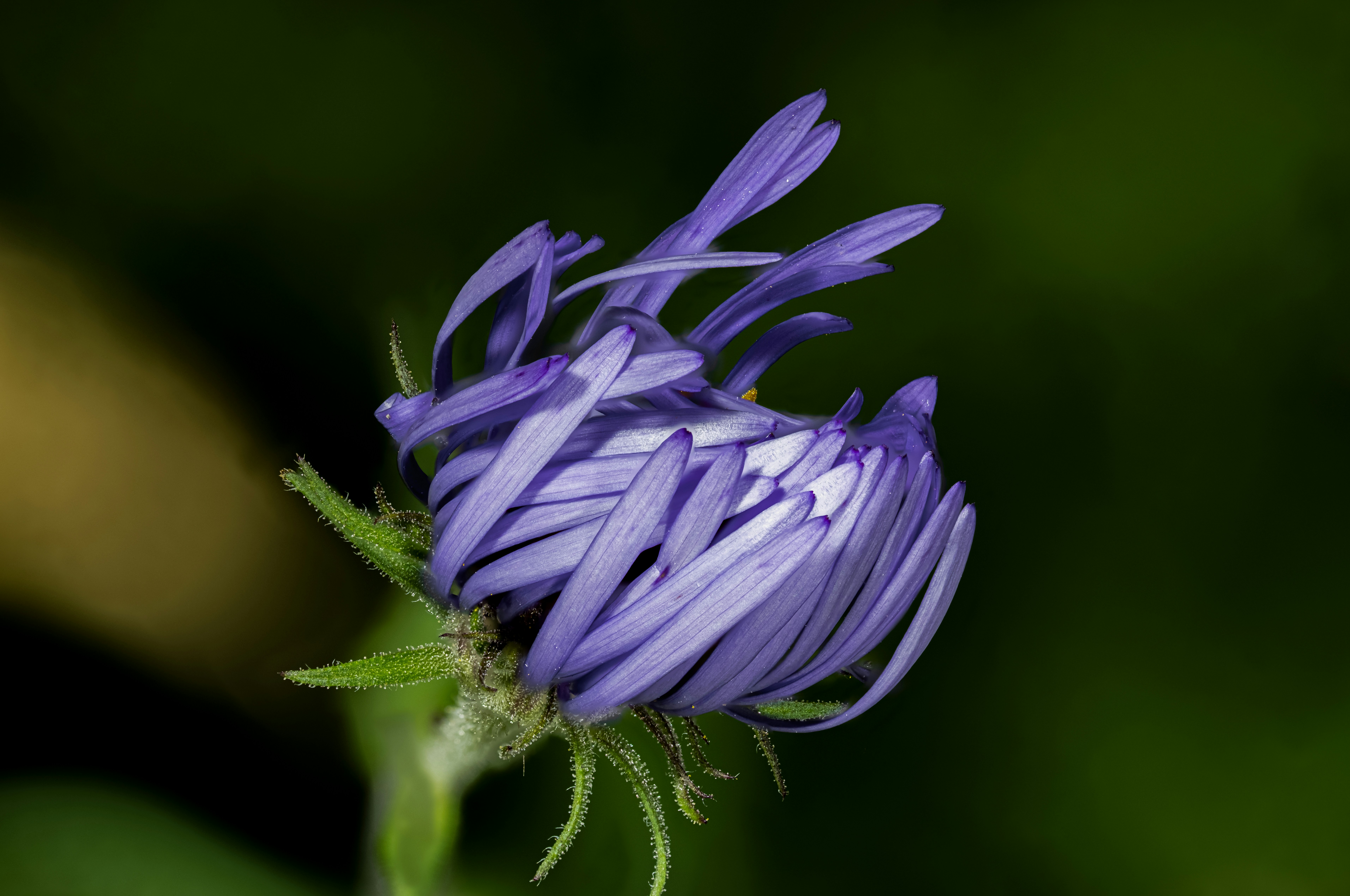 Photo by alexandredaoust