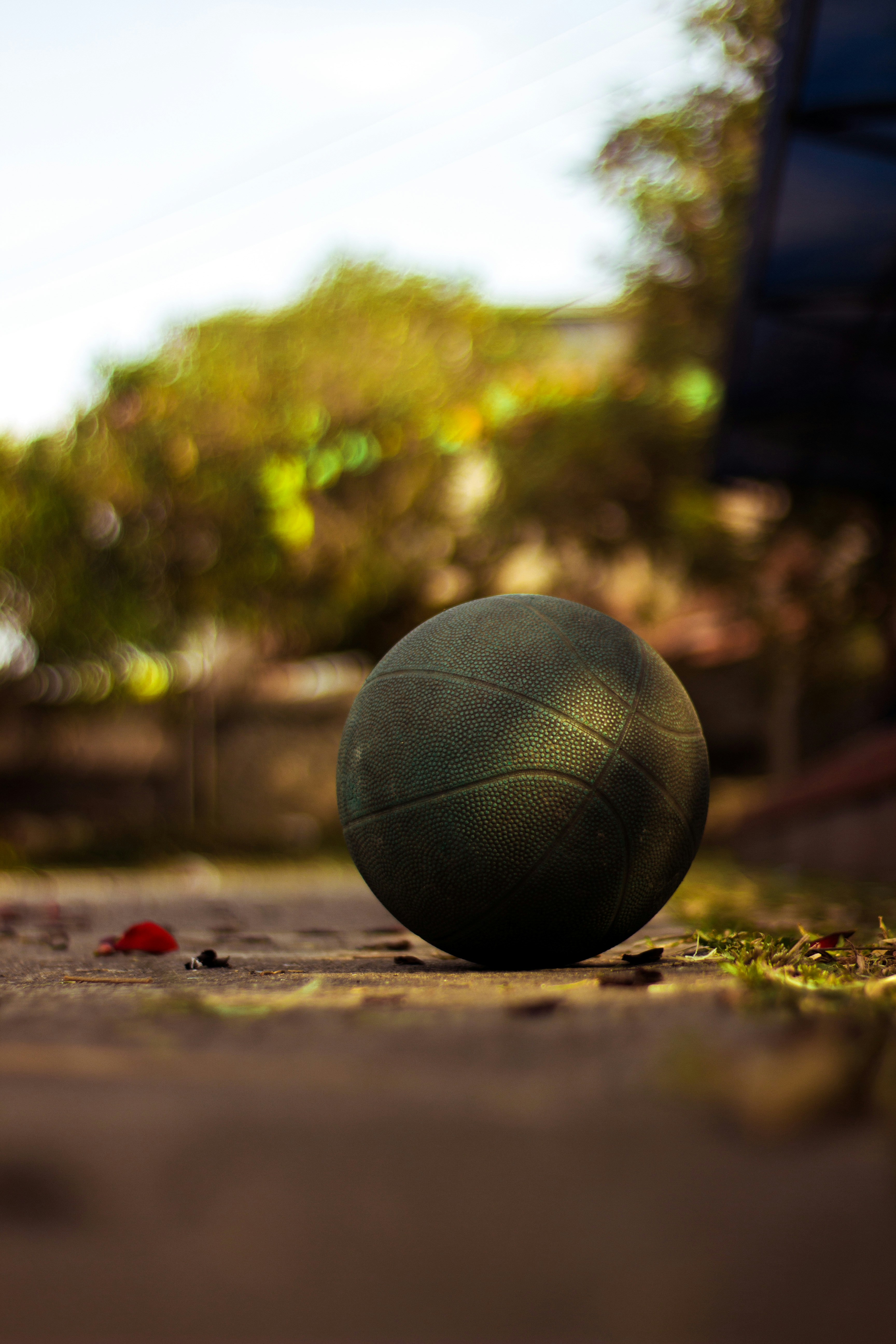 Bola duduk di tanah di depan bangku