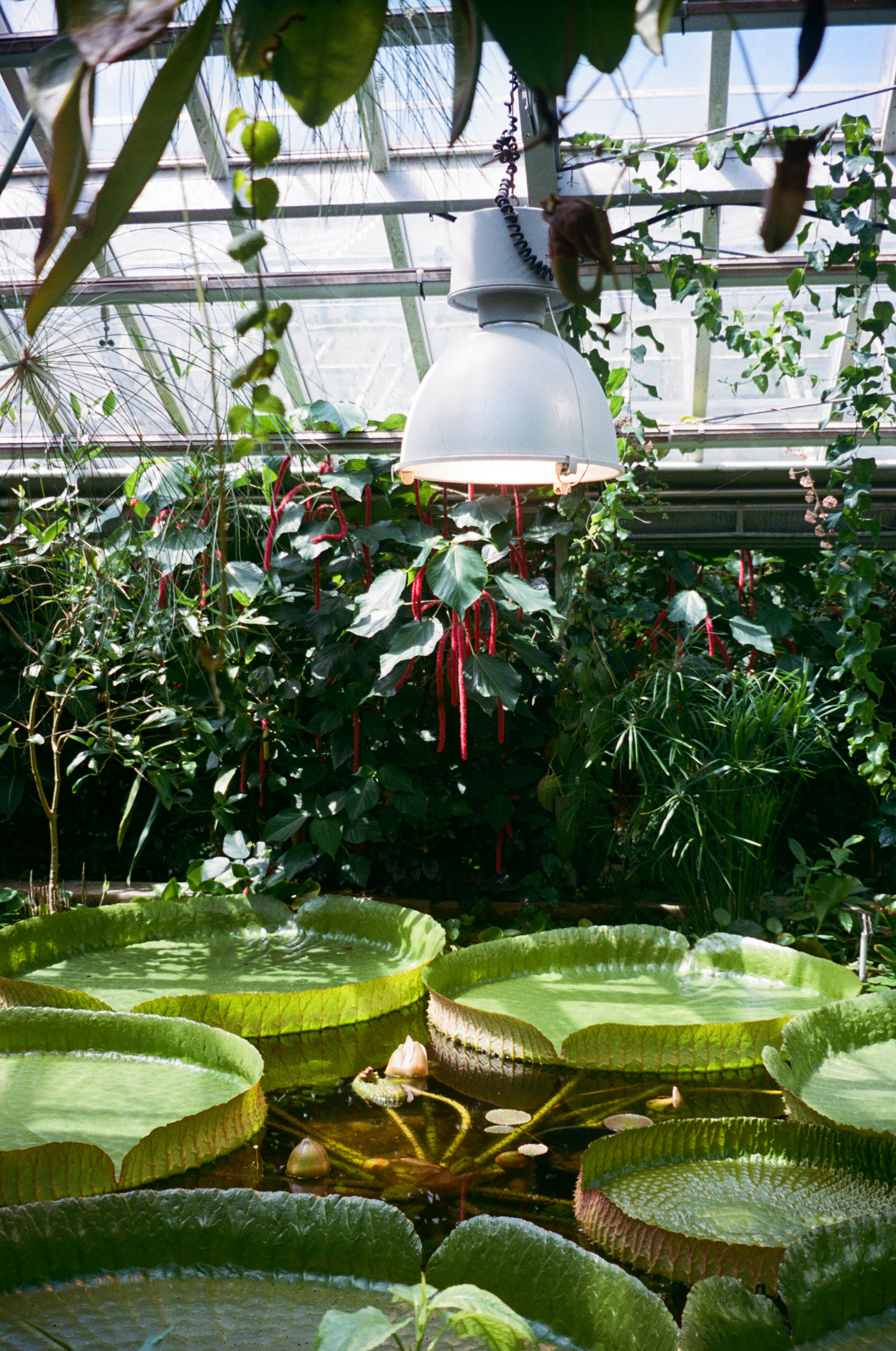 A greenhouse with lots of green plants growing inside of it